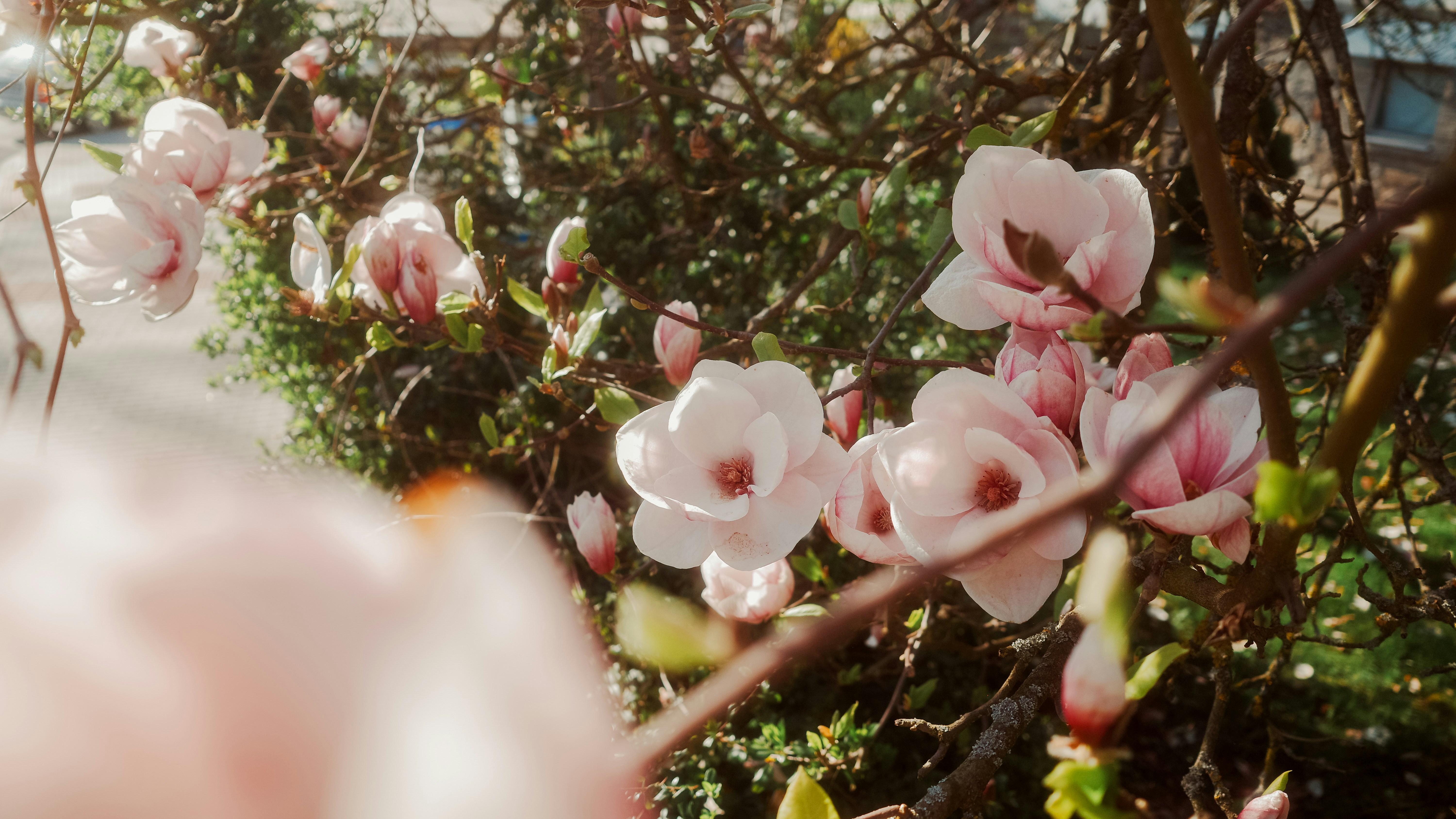 Bunga magnolia merah muda yang halus mekar di cabang.