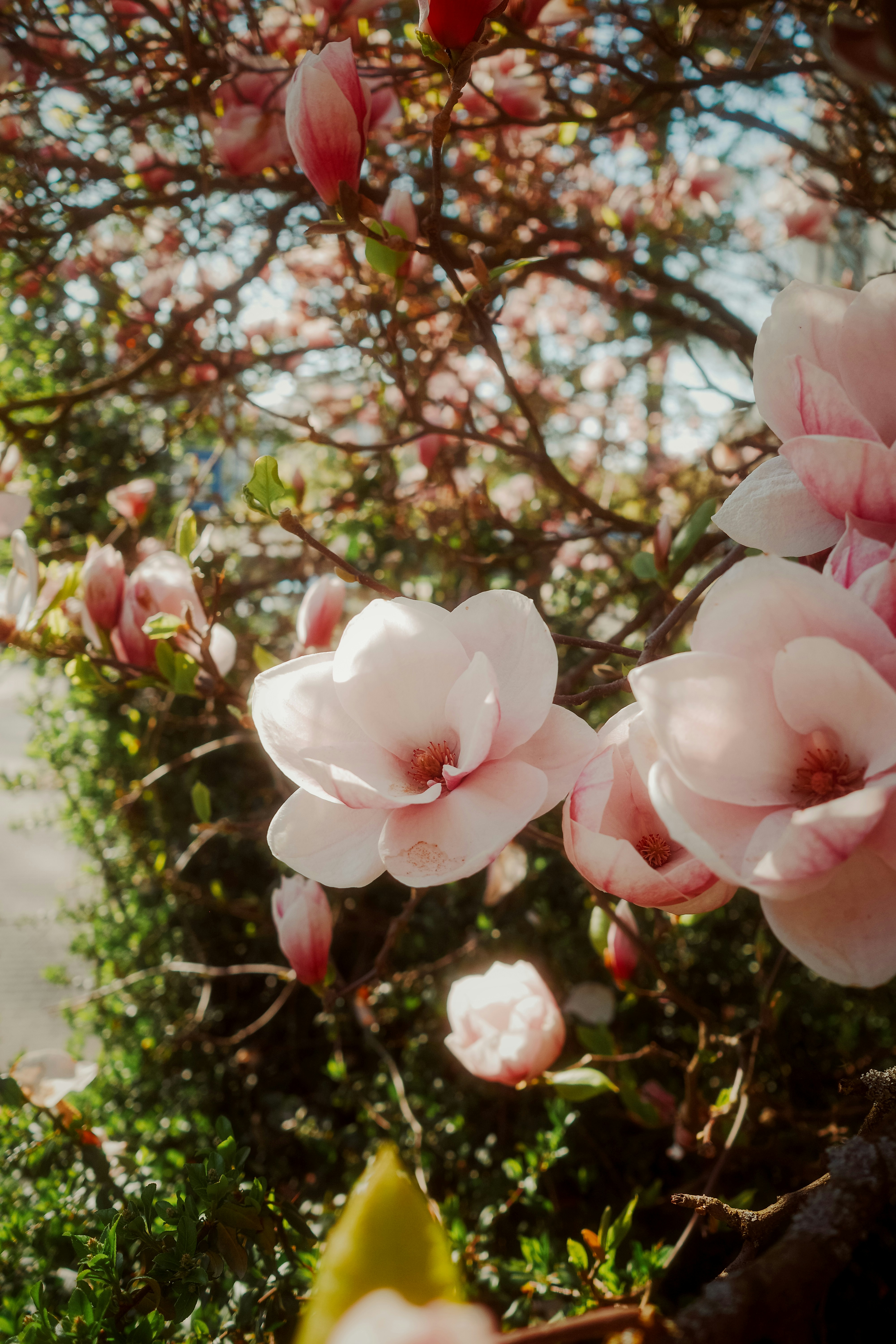 Magnolia merah muda mekar di cabang pohon