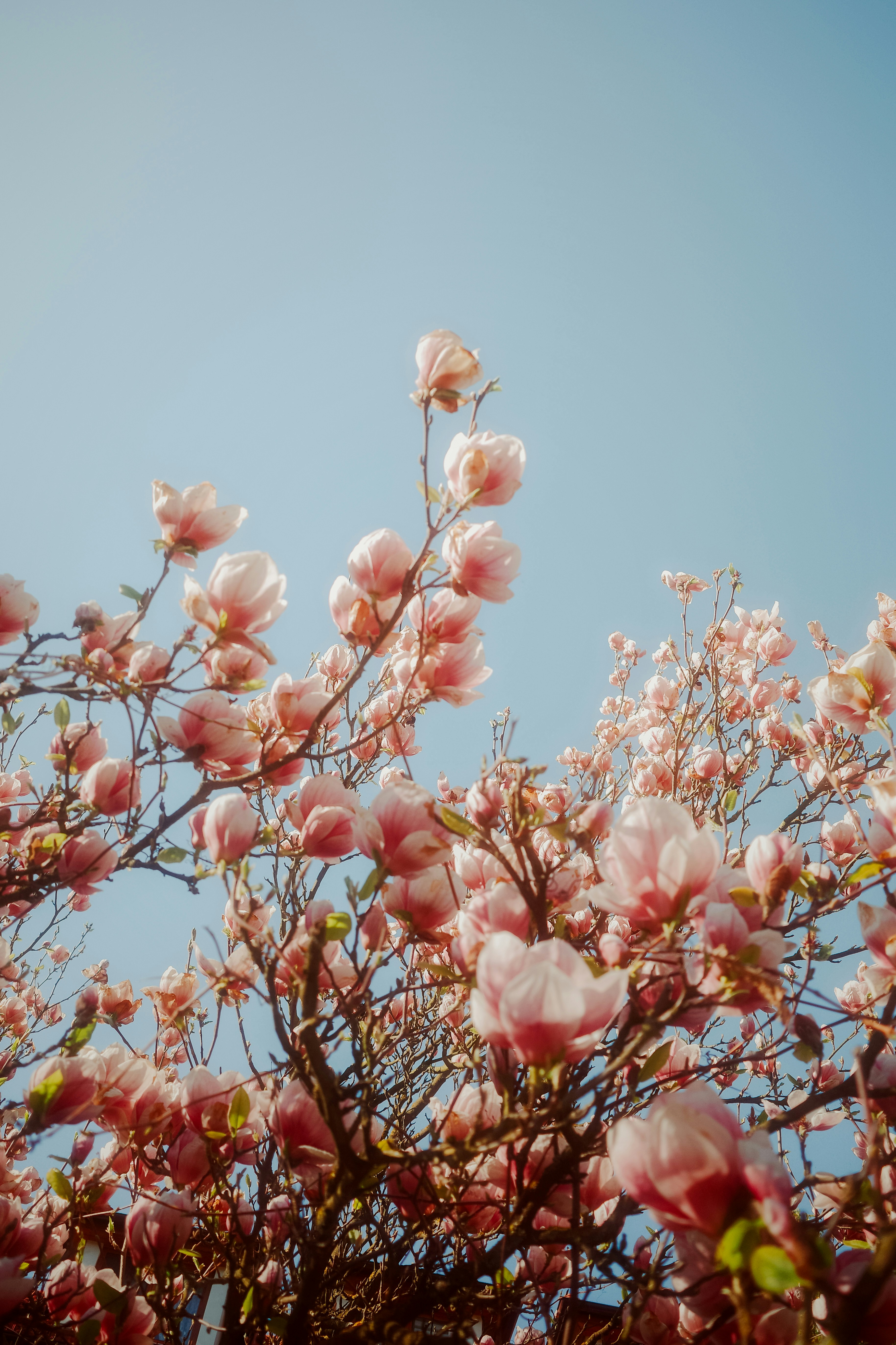 Magnolia merah muda mekar di langit biru jernih
