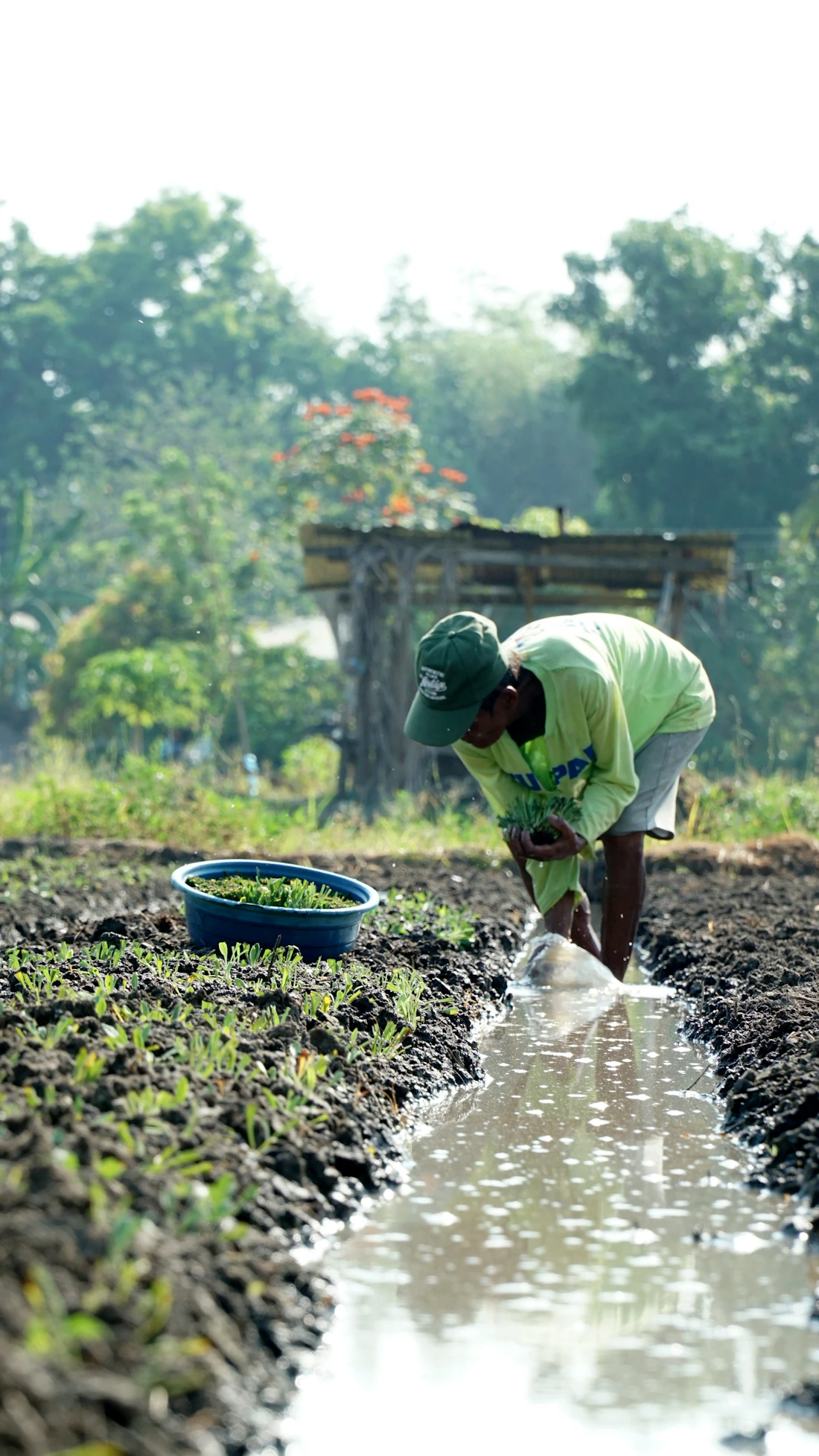 Agricultor a cuidar de culturas no campo