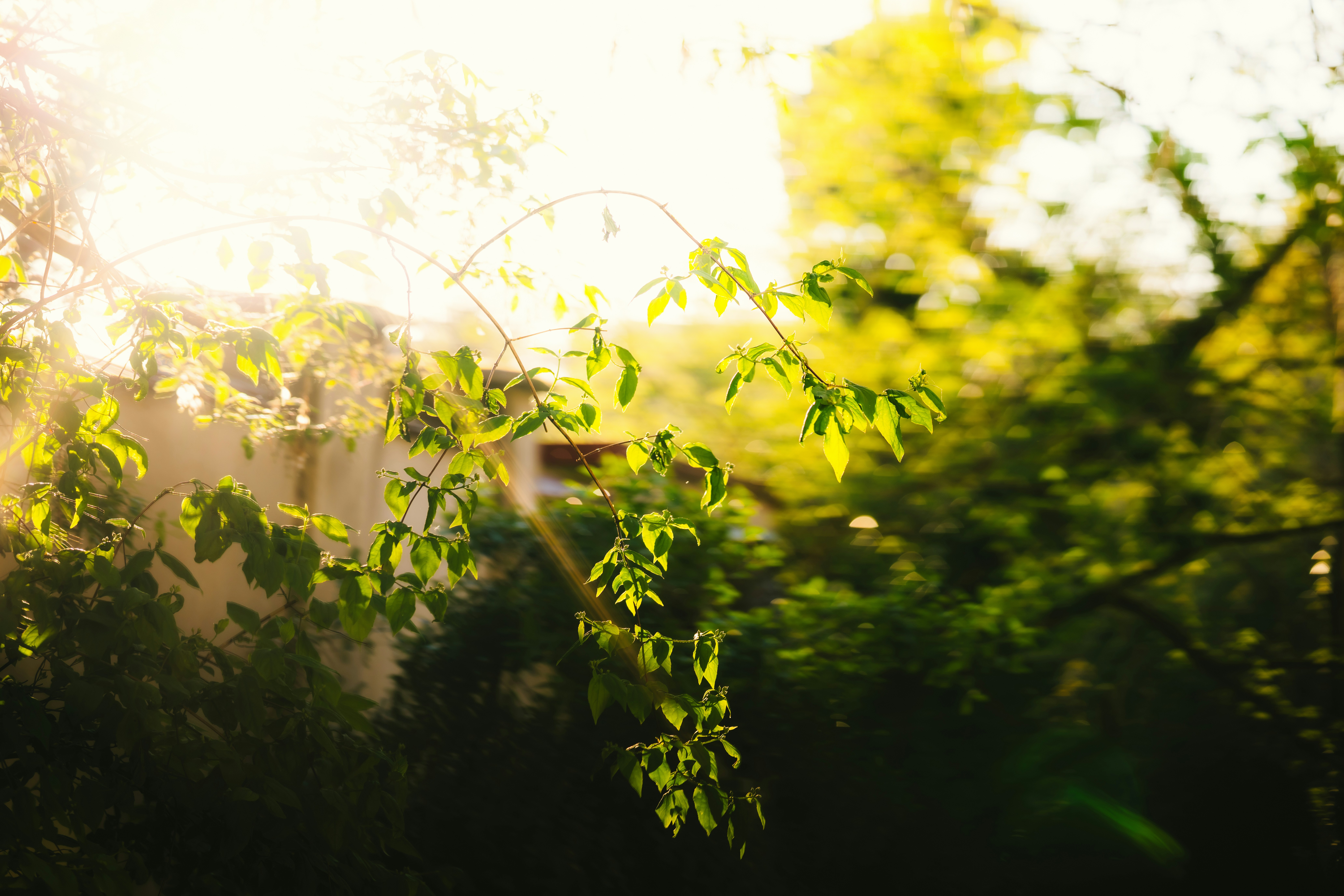 La luce del sole filtra attraverso le foglie verdi di un albero.