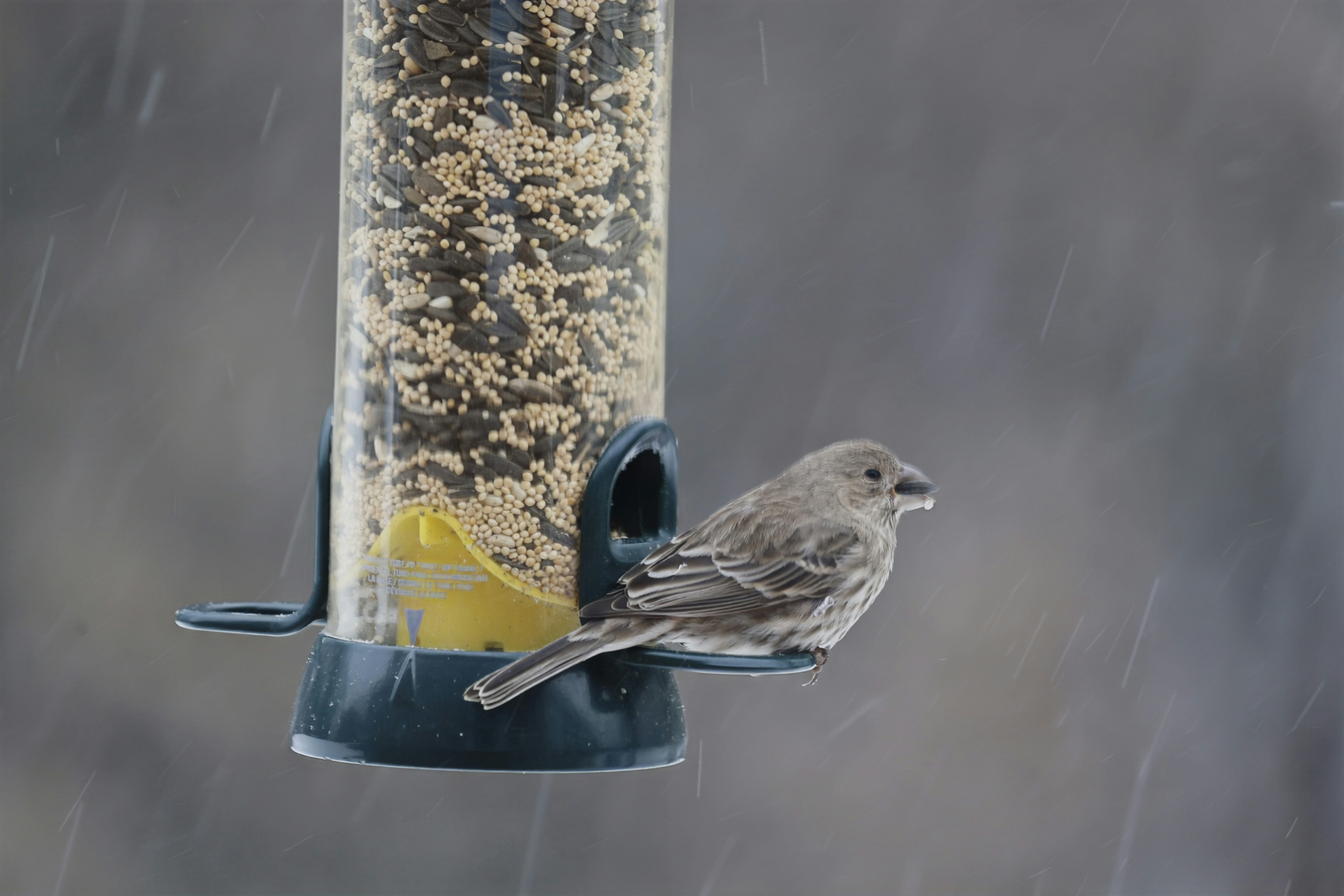 Best Seed Mix for Small Birds: Expert Nutrition Guide