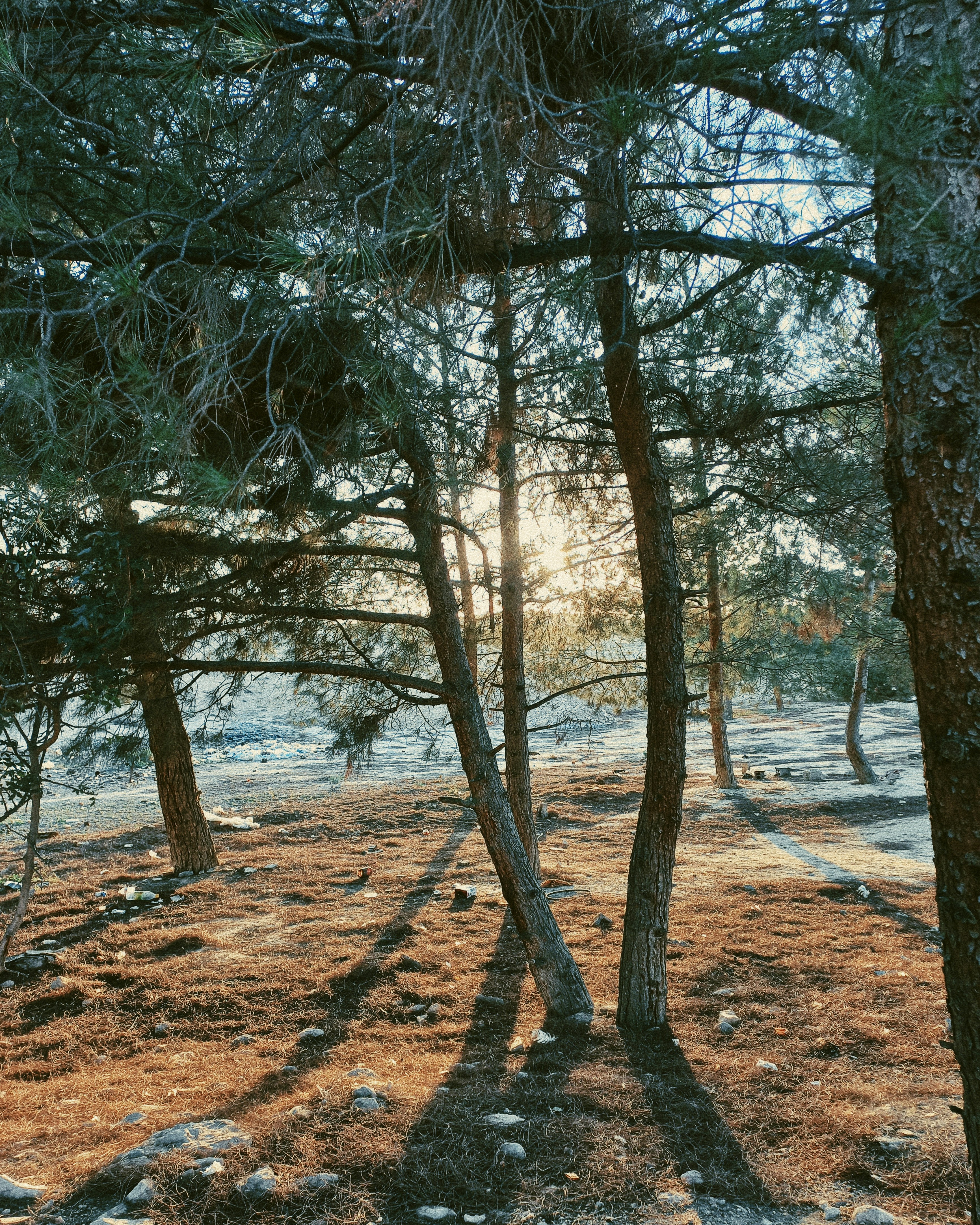 Photo by chasethepine