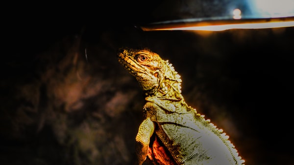 Reptile Heat Lamp Kit
