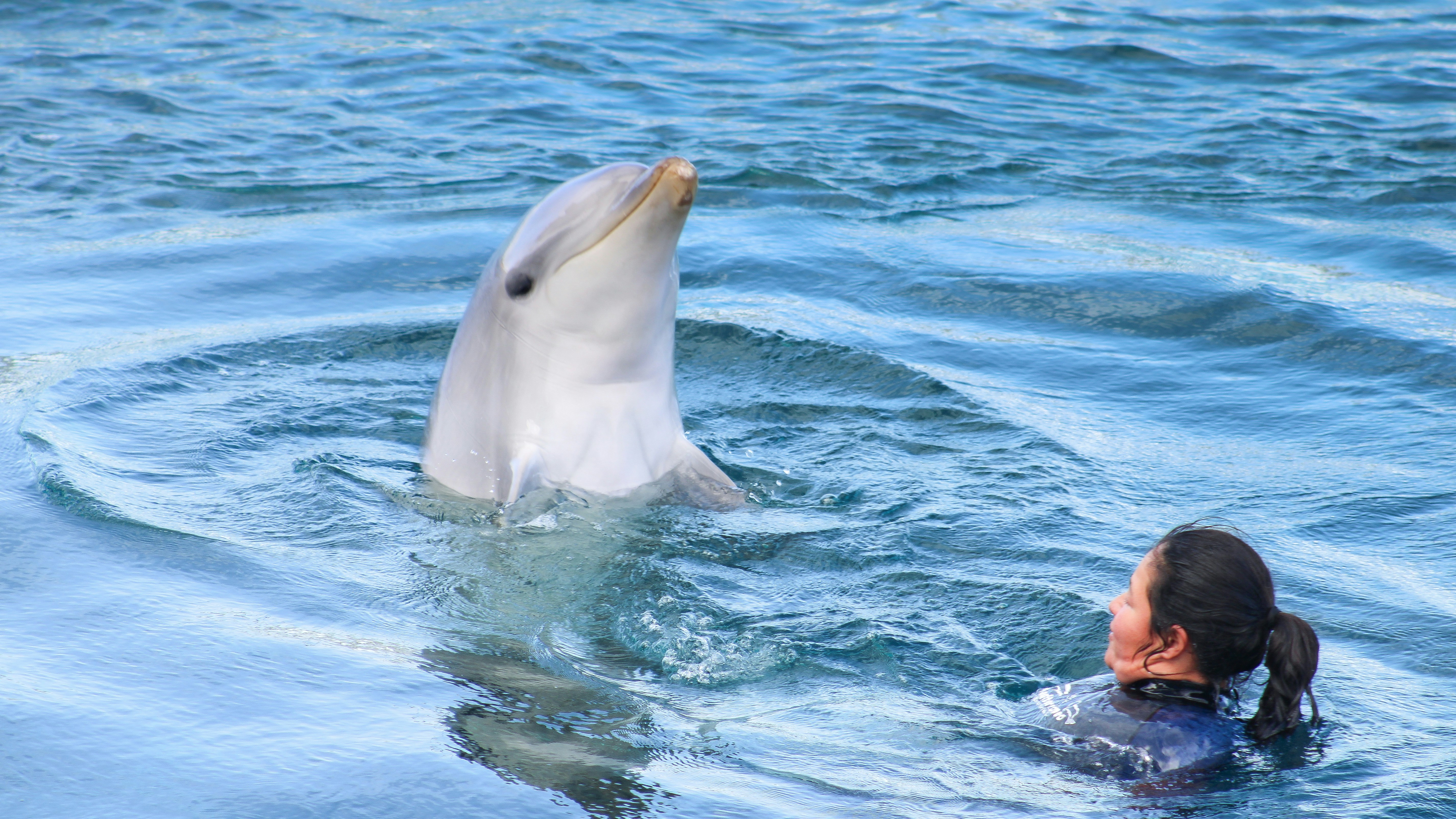 Un delfino emerge vicino a una persona nell'acqua