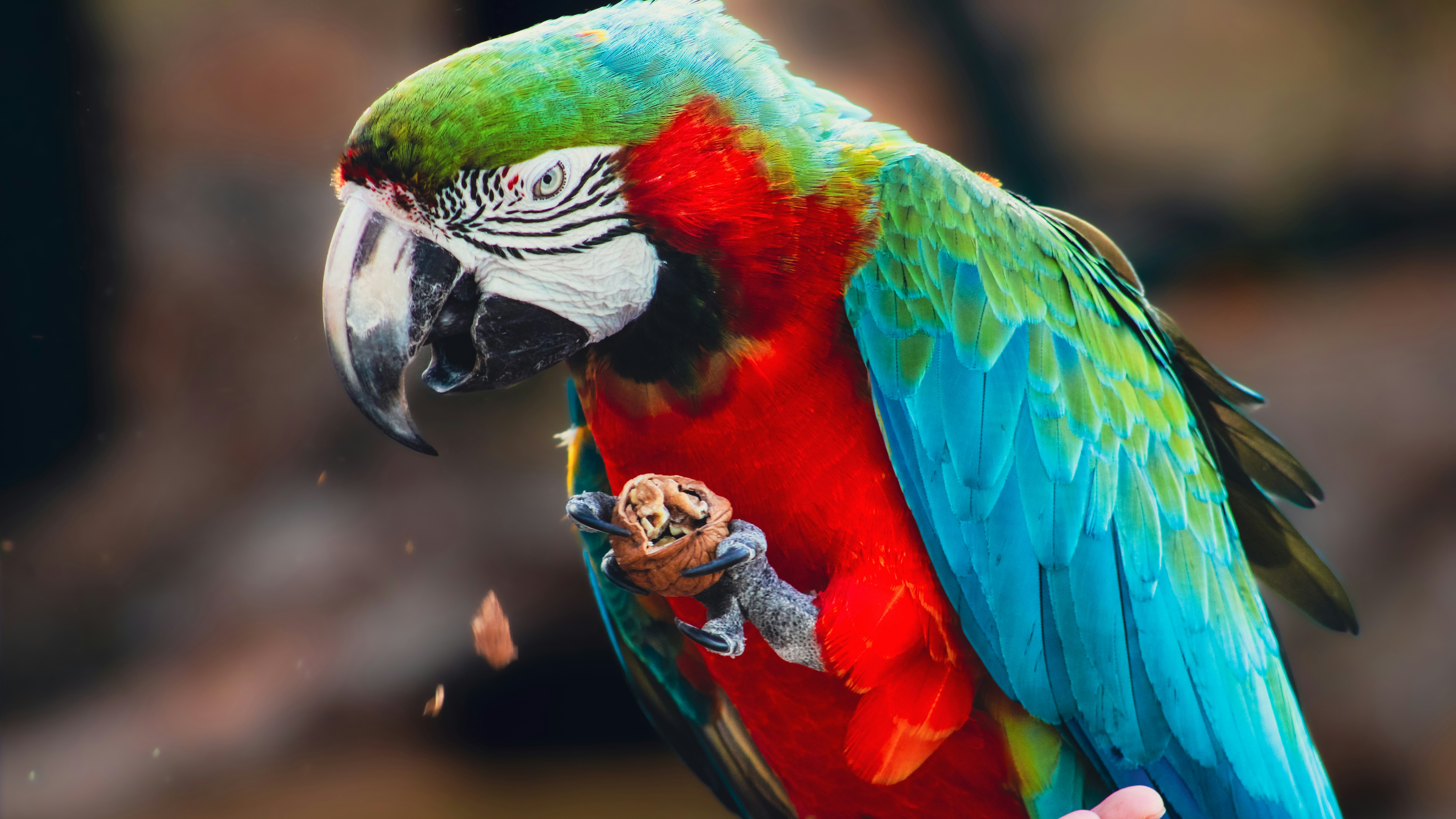 Best Bird Toys for Large Parrots: Expert Guide to Durability & Enrichment