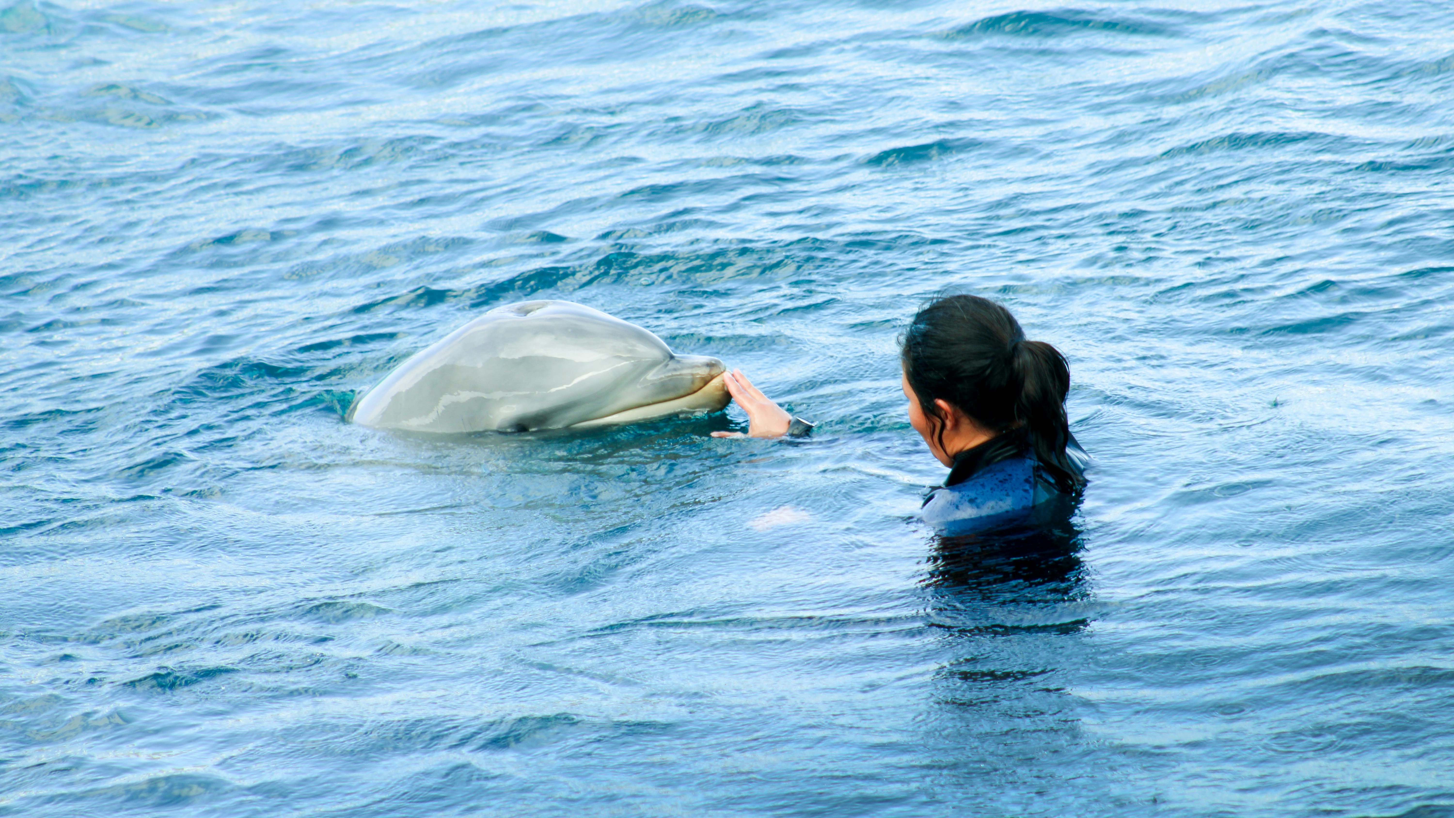 Woman swimming in the ocean with a dolphin