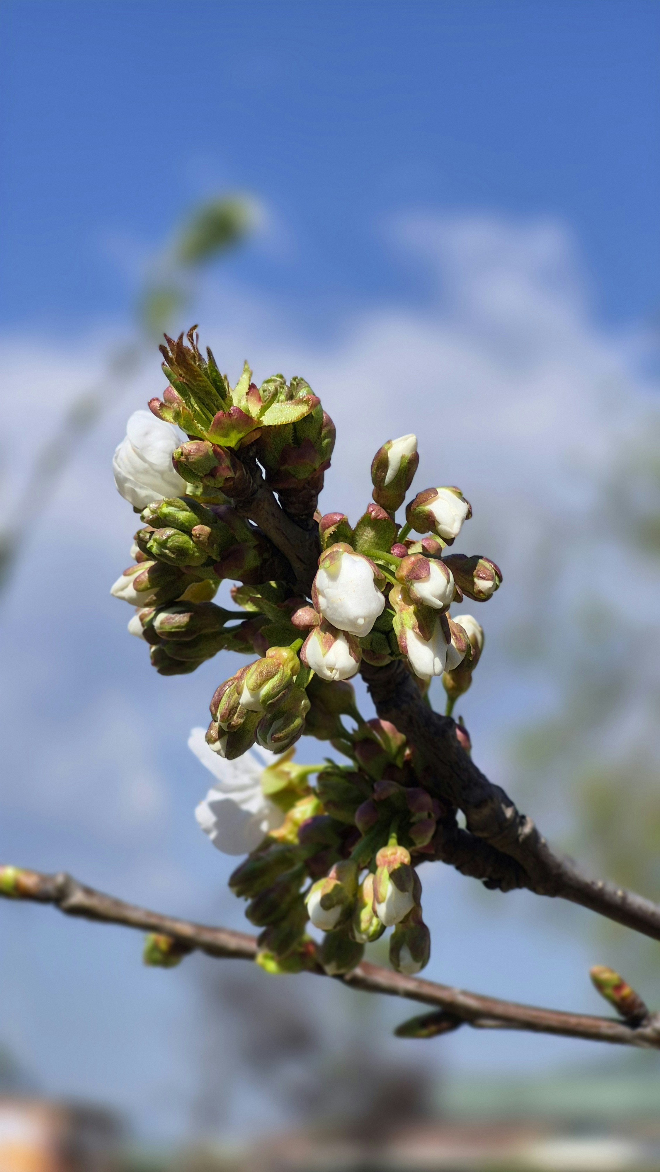 Cherry blossoms beginning to bloom against a blue sky.