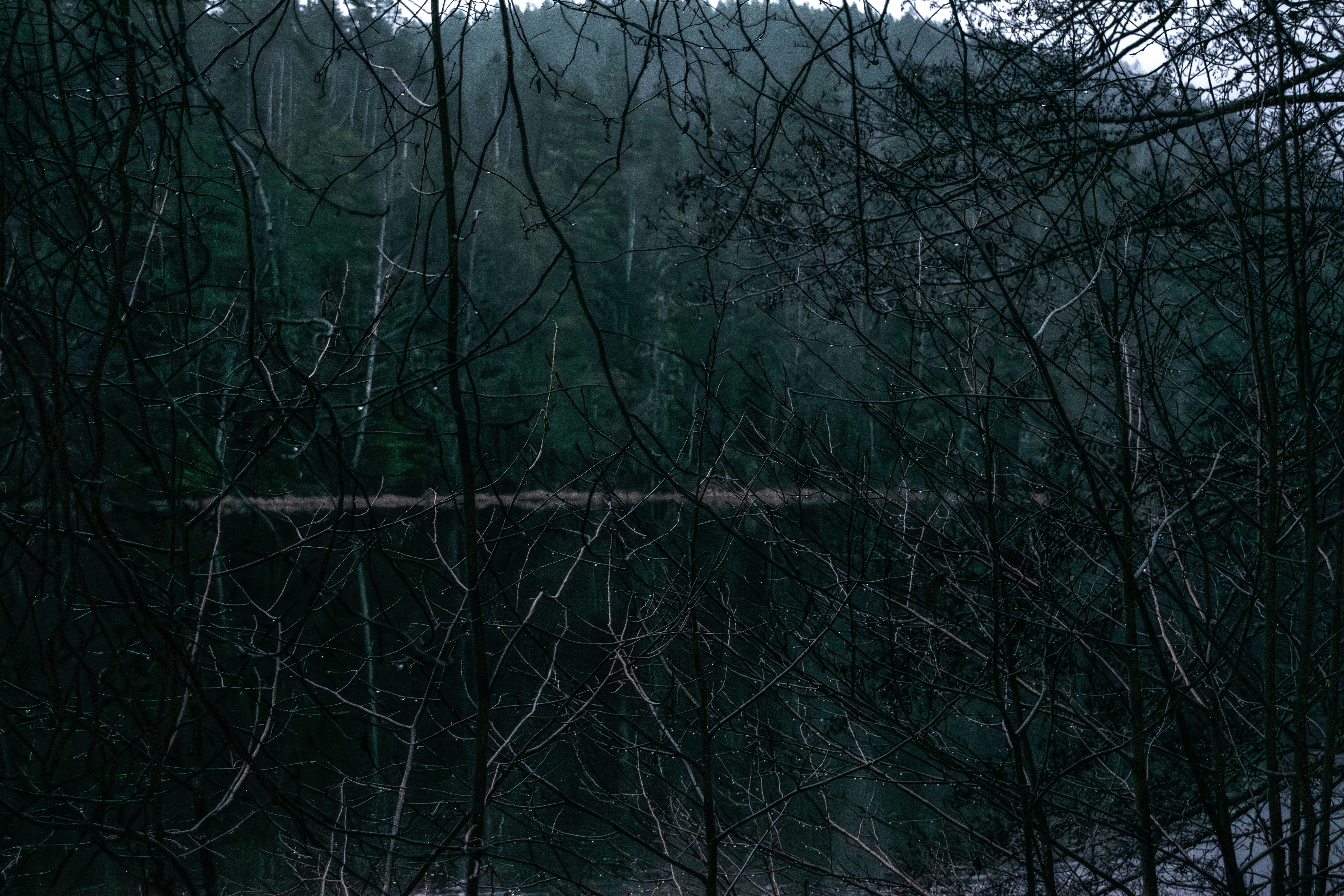 Bosque oscuro reflejado en agua quieta