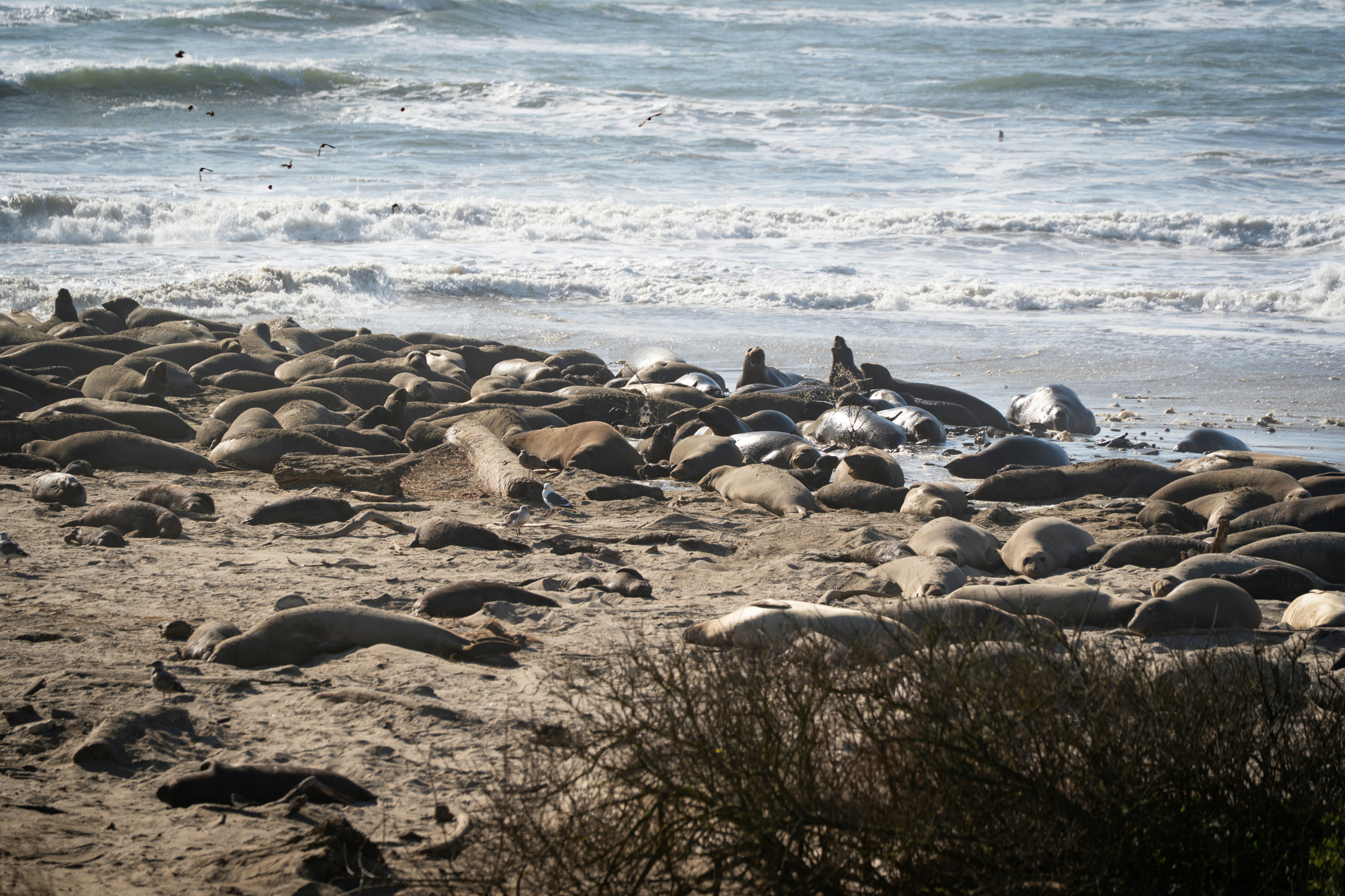 A large colony of seals rests on a sandy beach