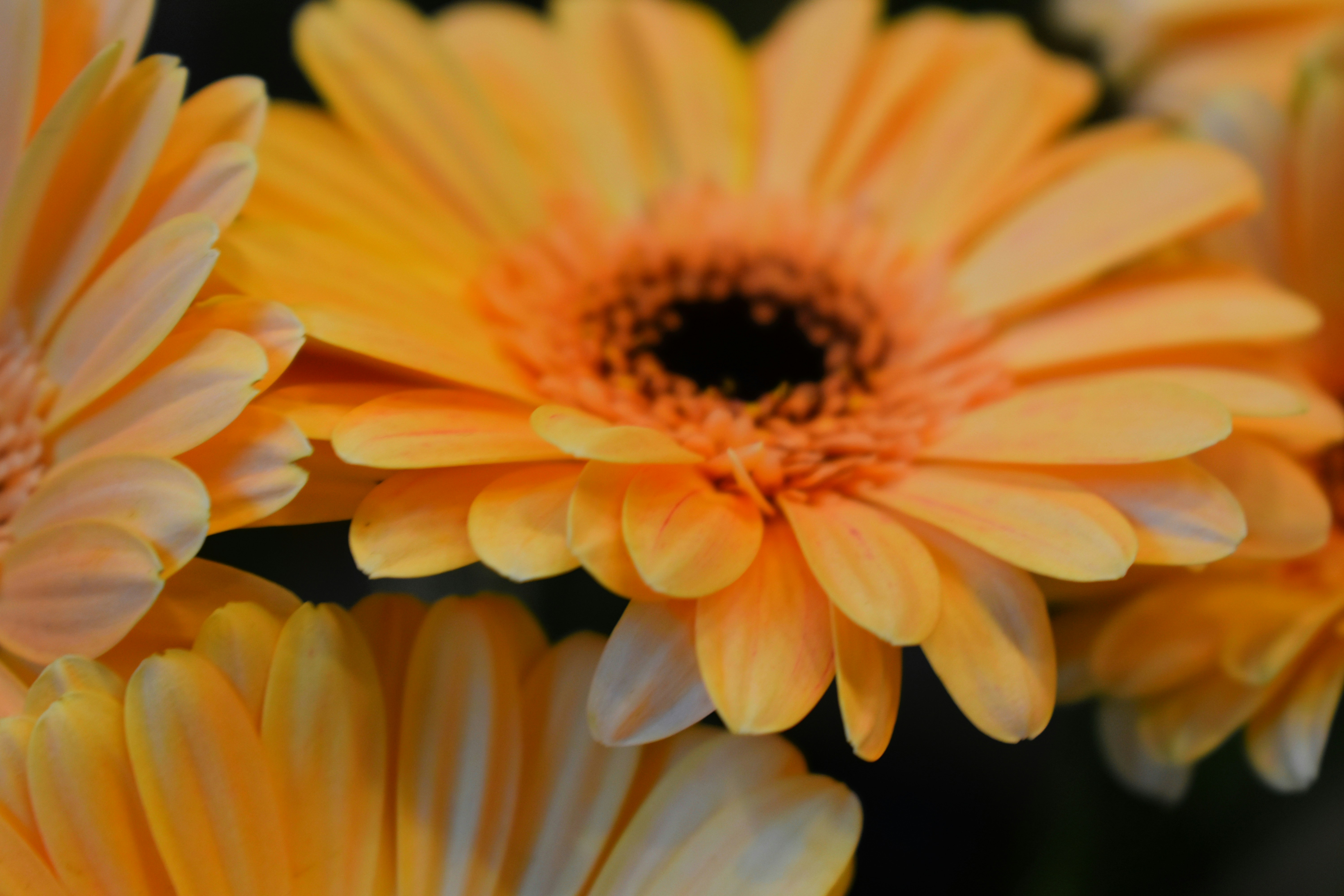 Gros plan de marguerites gerberas orange vif au centre foncé.