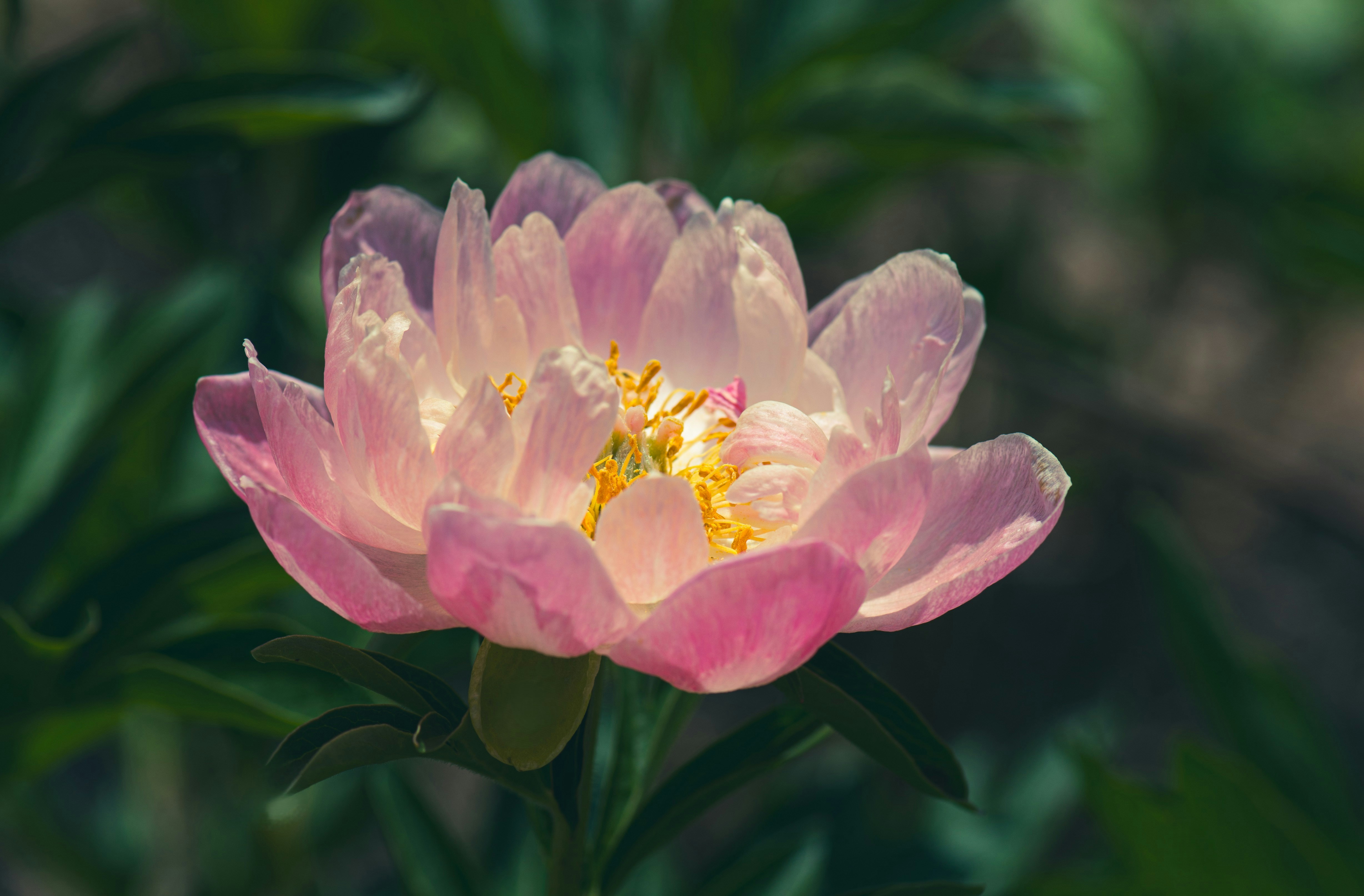 Un delicato fiore di peonia rosa fiorisce in una luce soffusa.
