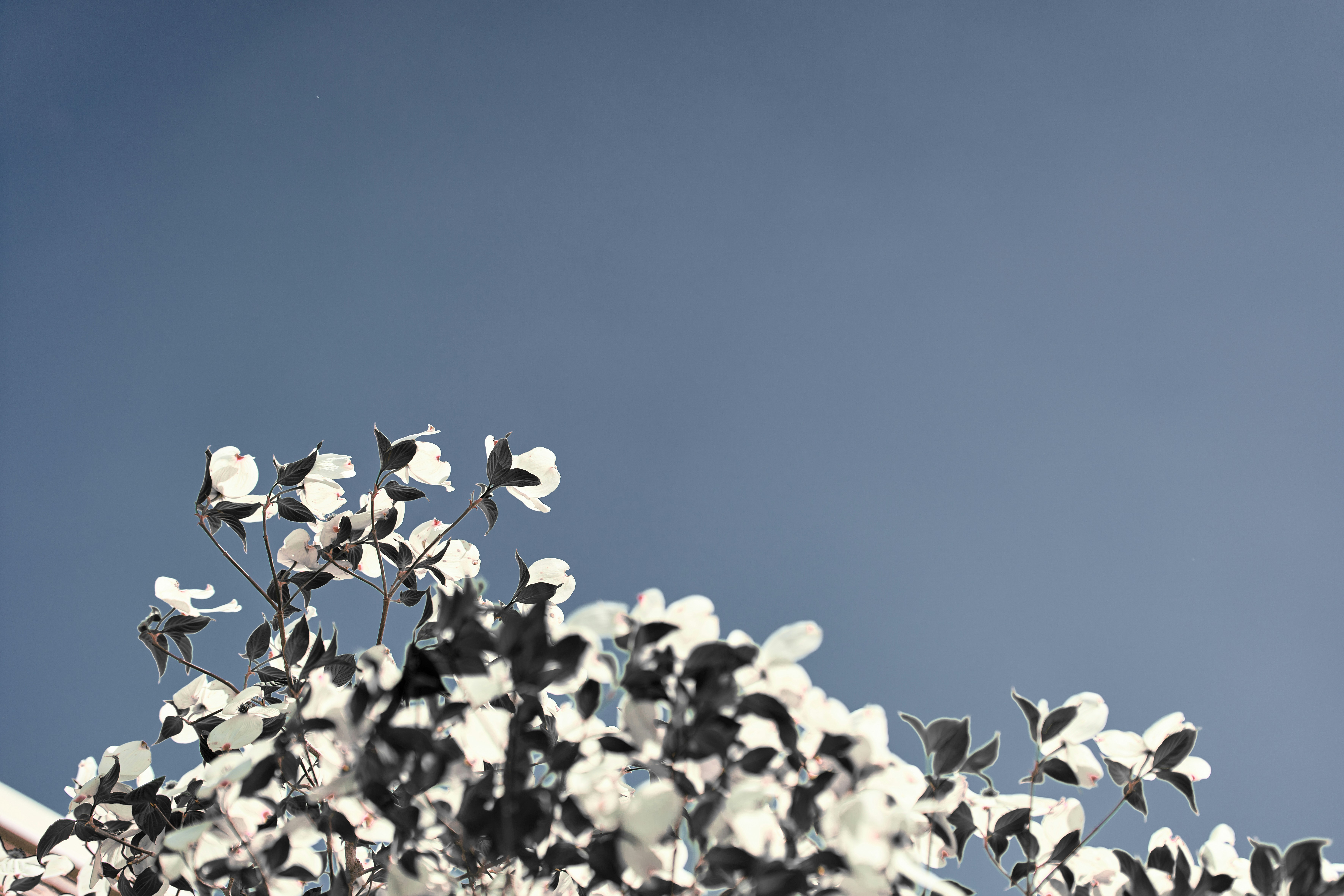 Fiori bianchi contro un cielo azzurro limpido