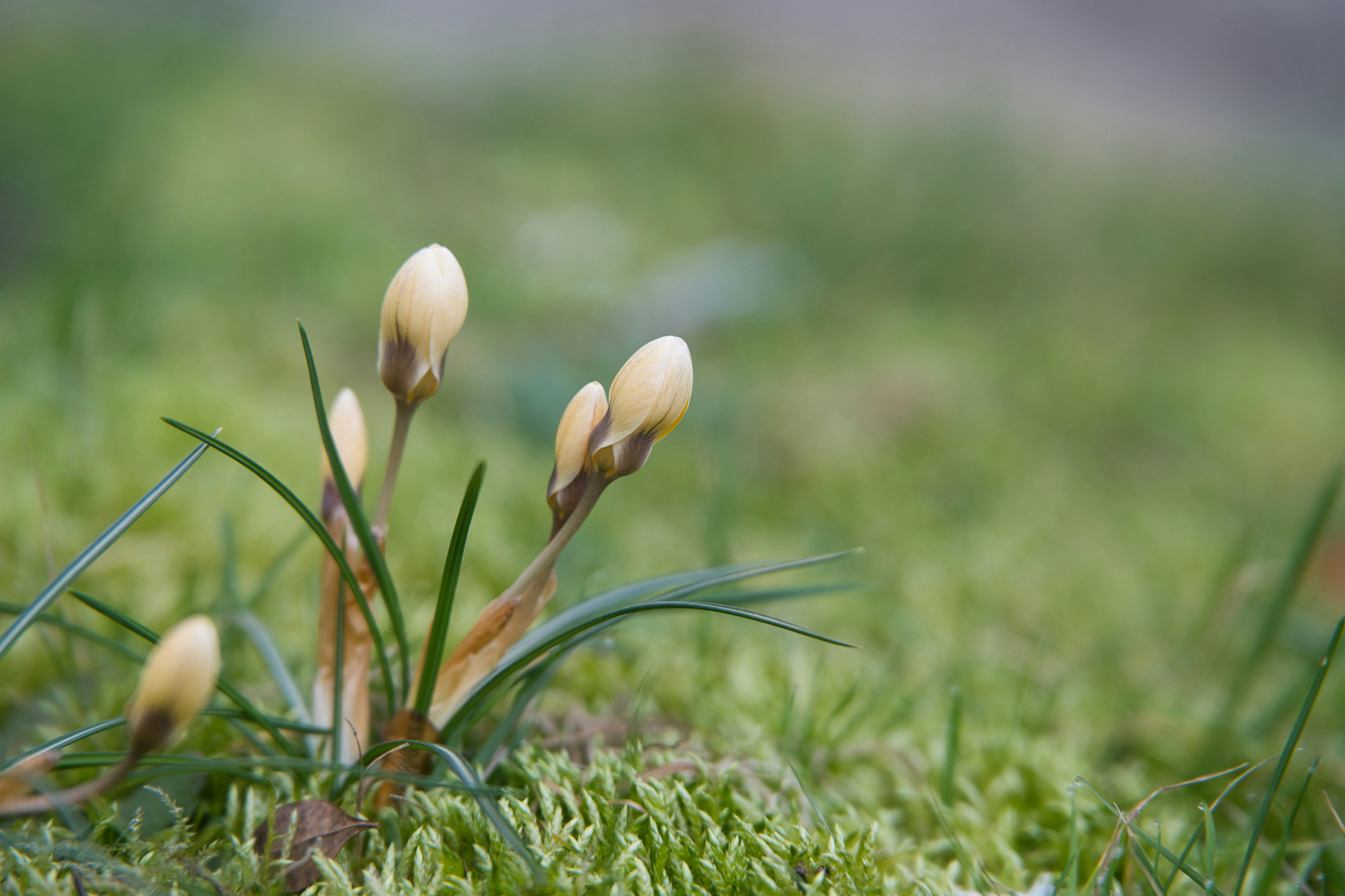Crocus buds emerging from mossy ground