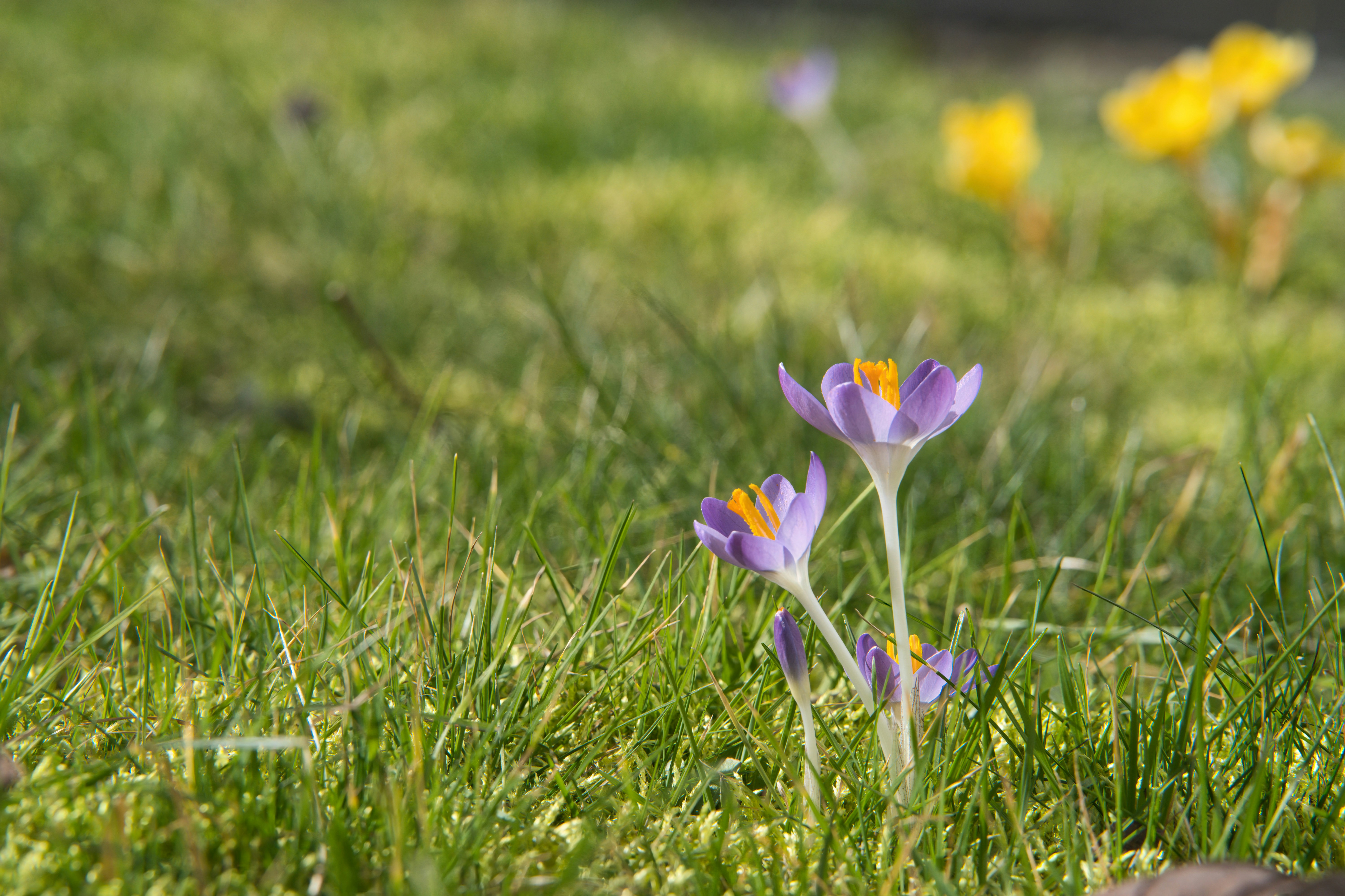 Purple crocuses bloom in green grass with yellow flowers.