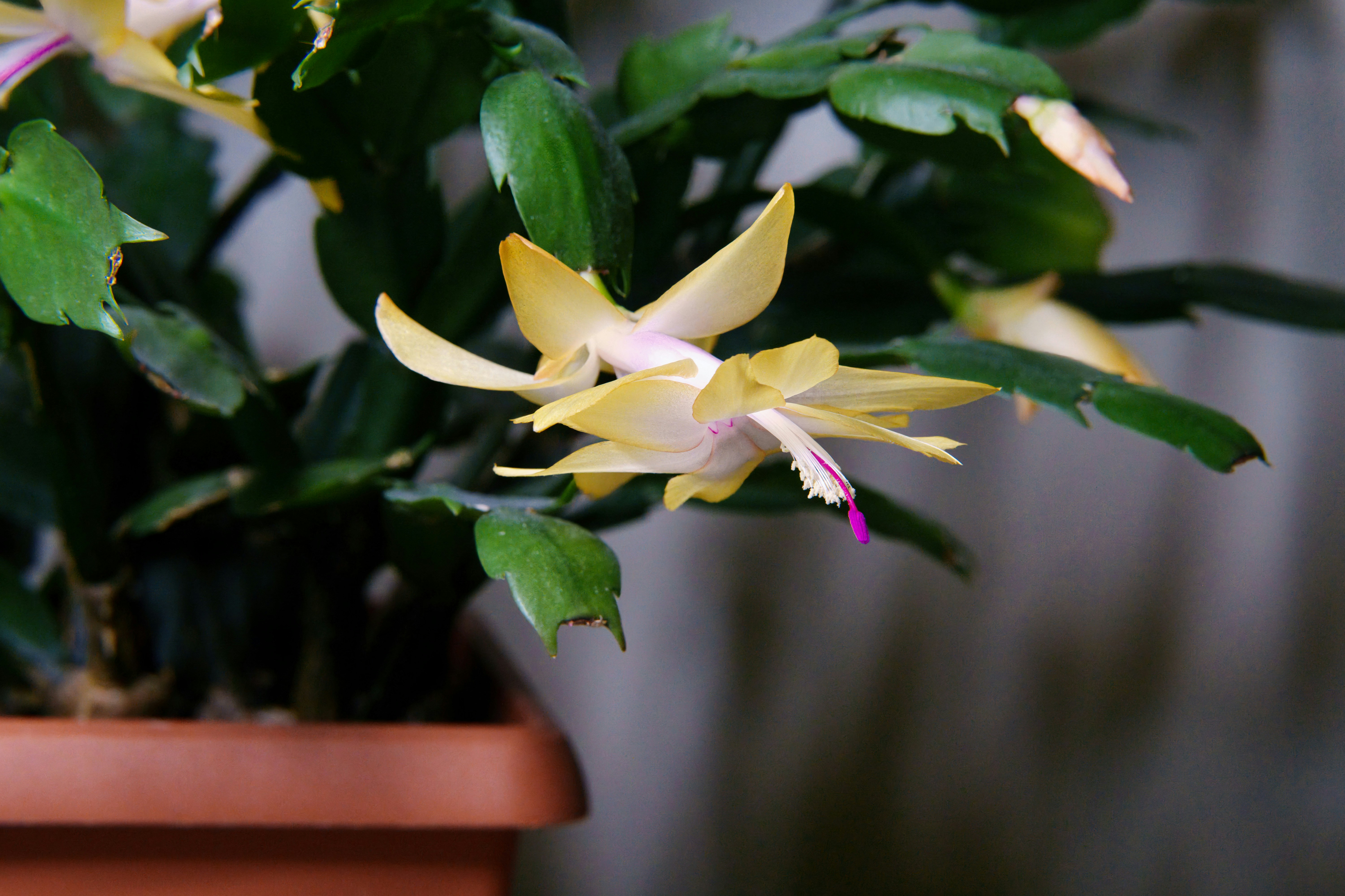 Yellow and pink christmas cactus flowers blooming.