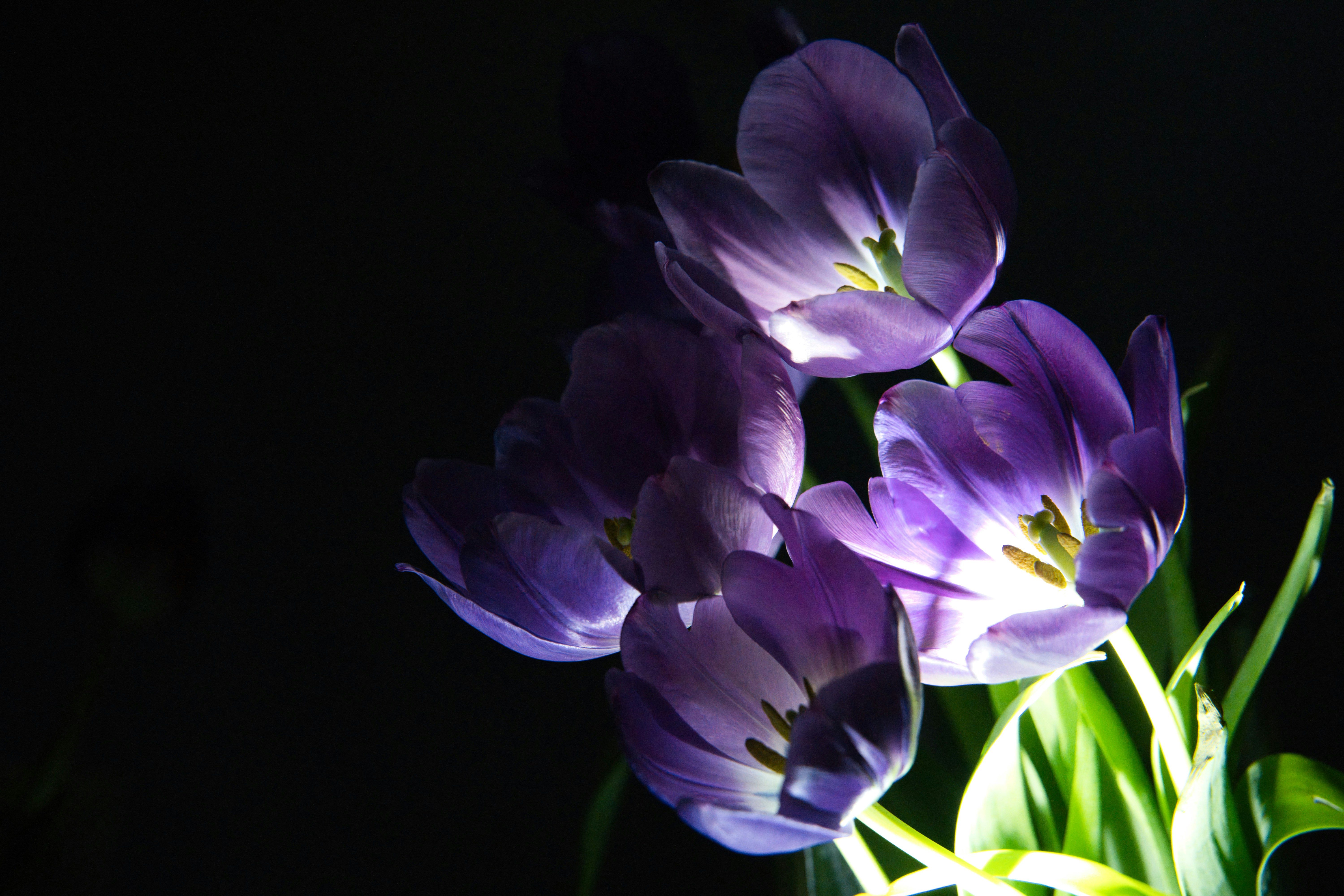 Purple tulips illuminated against a dark background