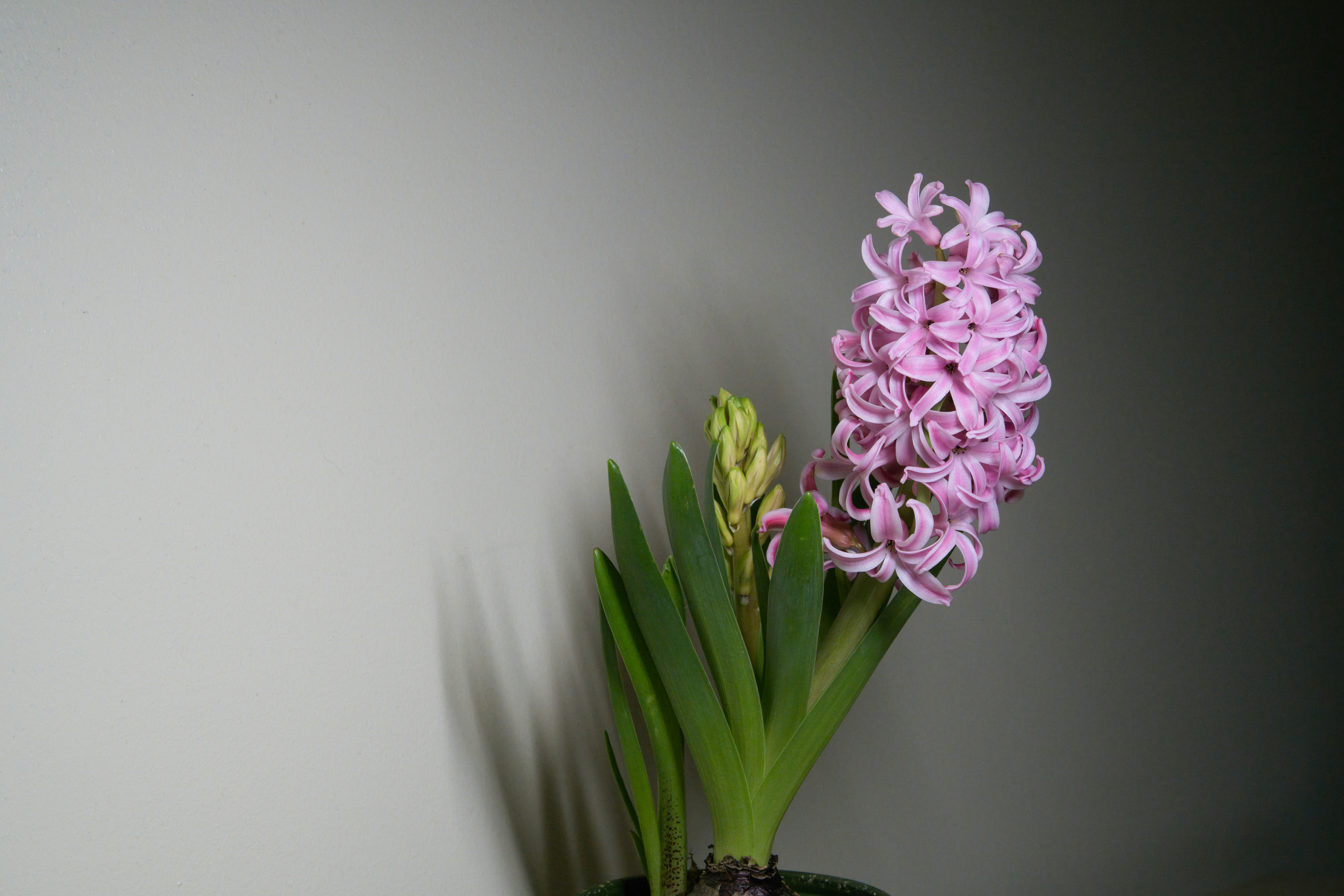 Pink hyacinth flower with green leaves and bud