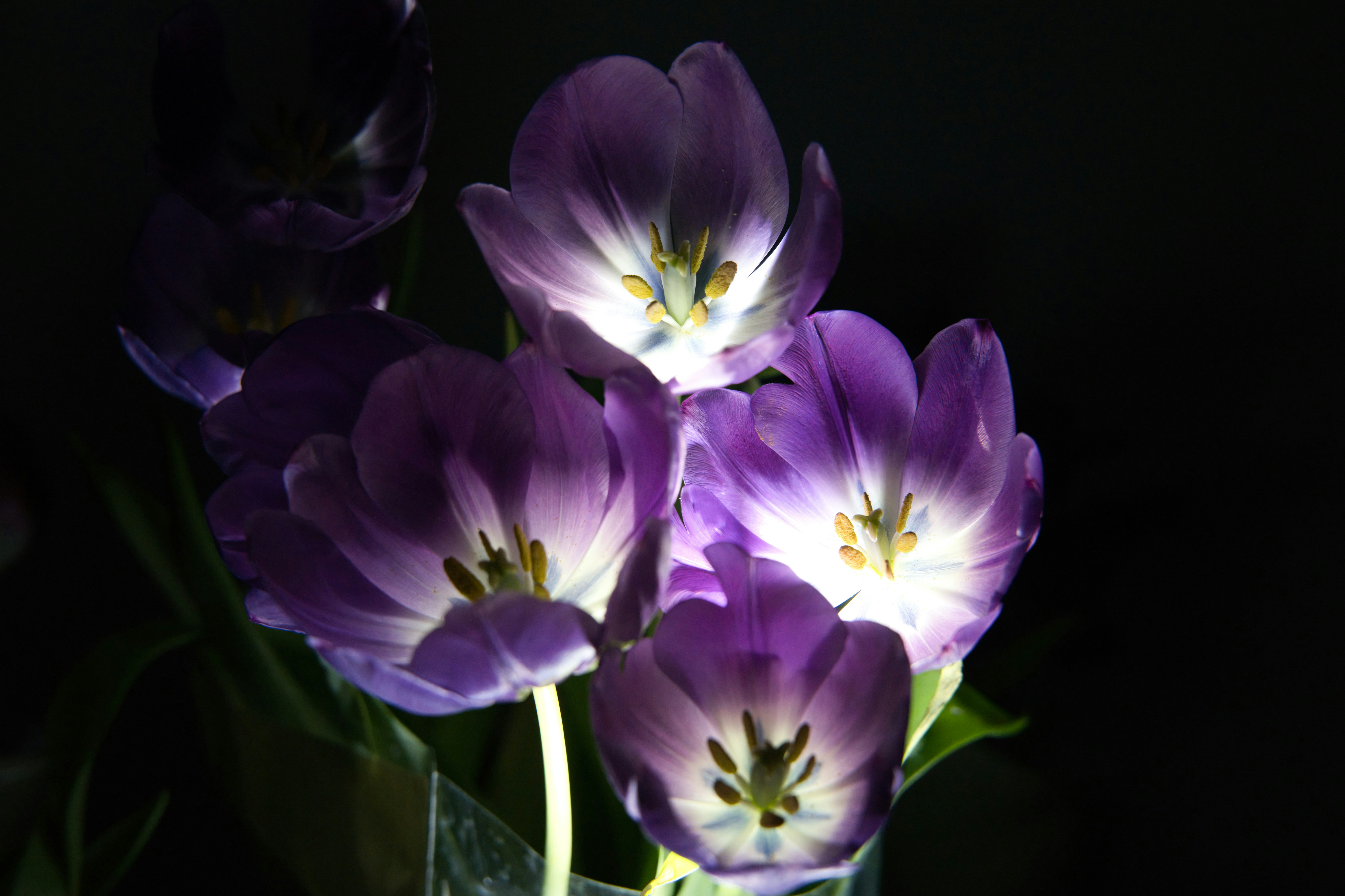 Close-up of purple tulips illuminated from behind