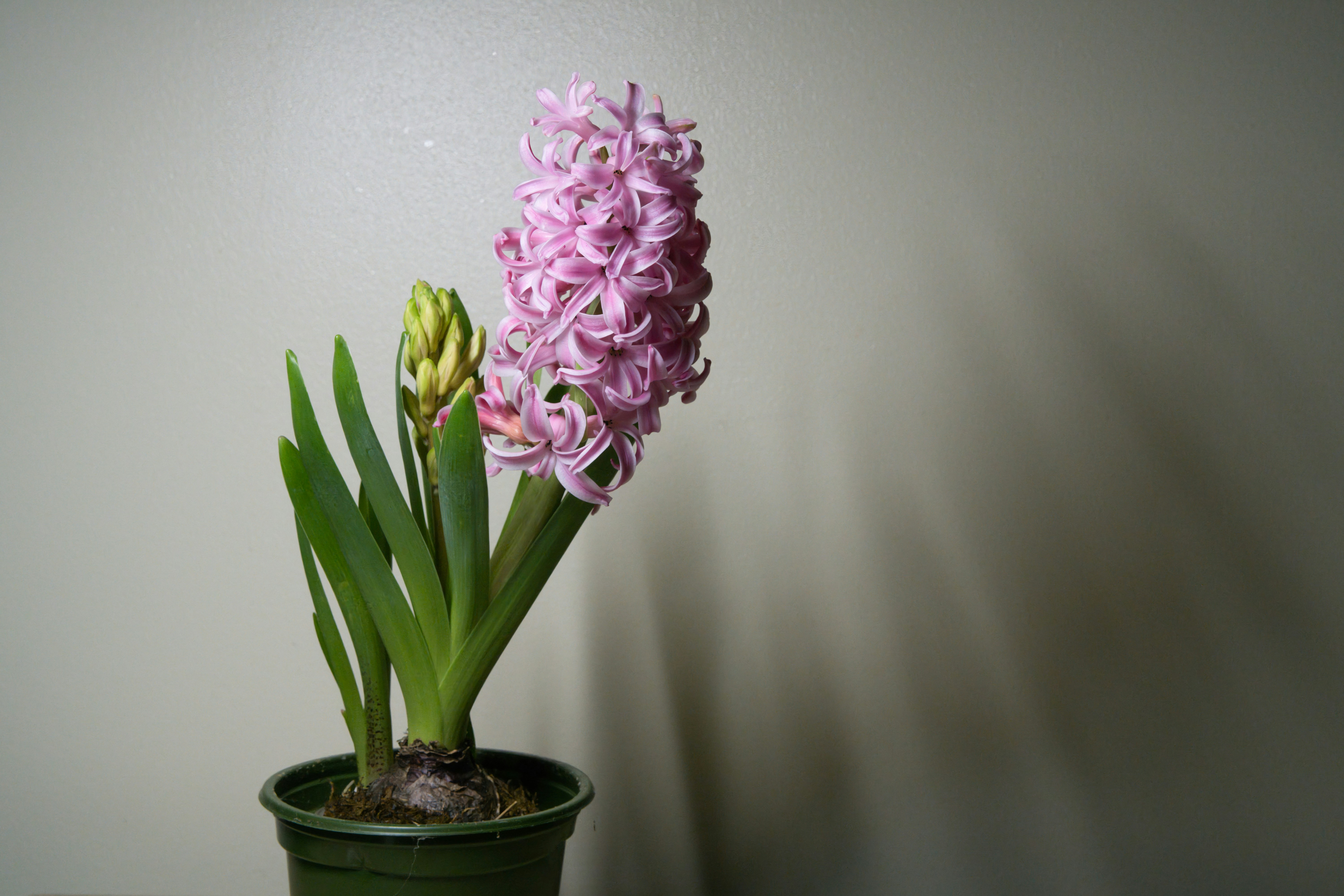 A pink hyacinth flower in a pot.