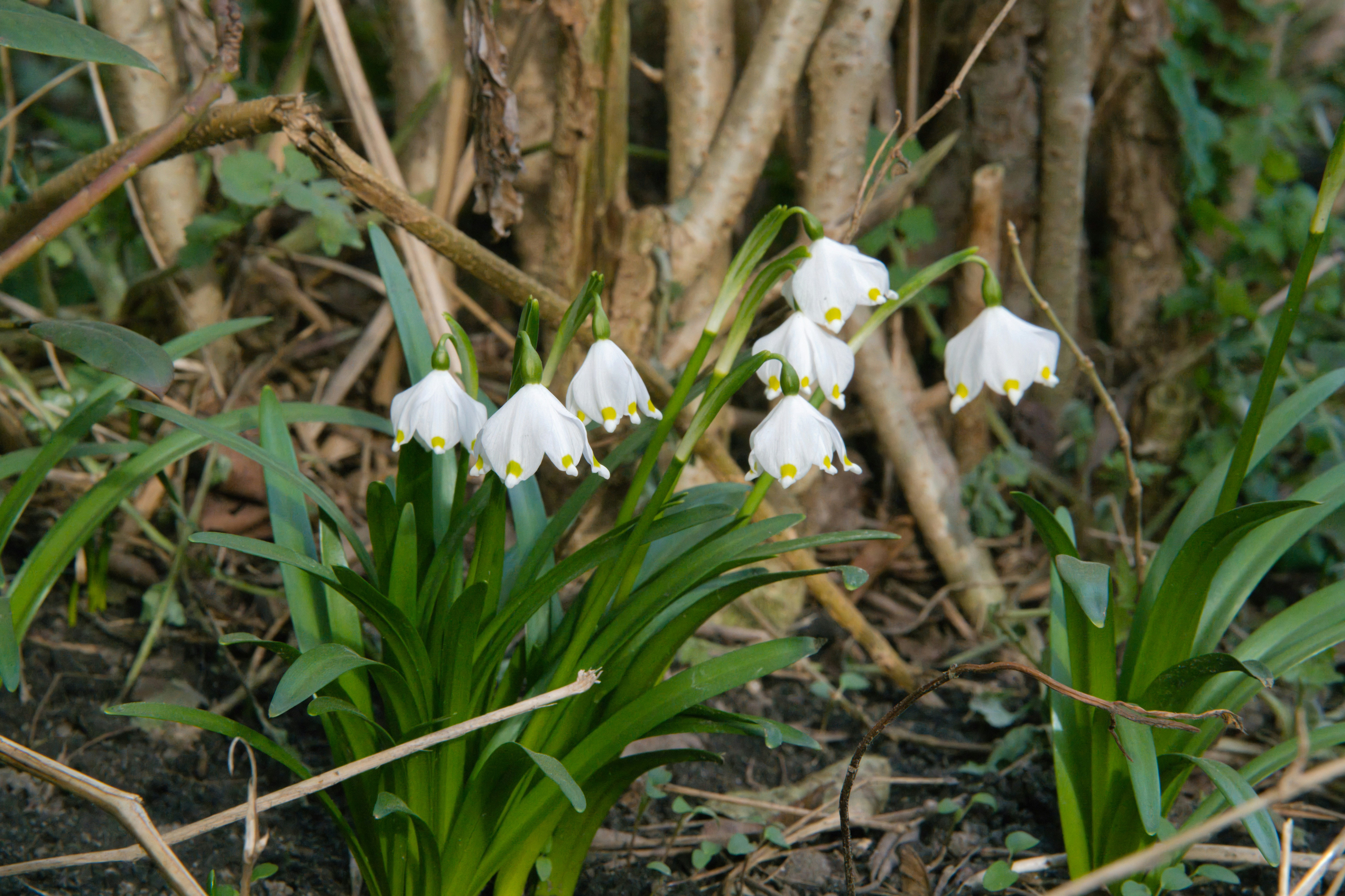 Delicate white snowflake flowers bloom among green leaves.