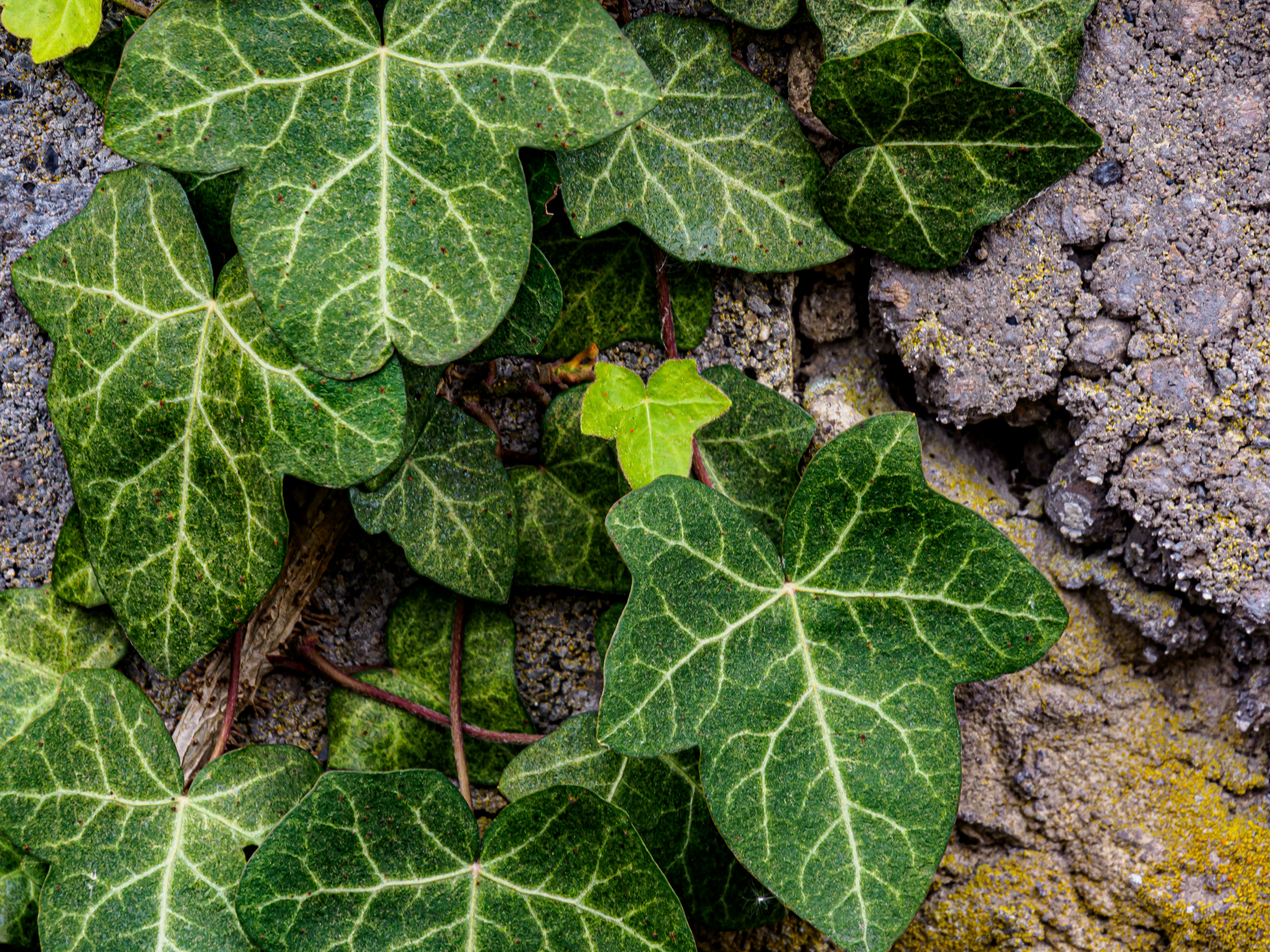 Photo by skstrannik