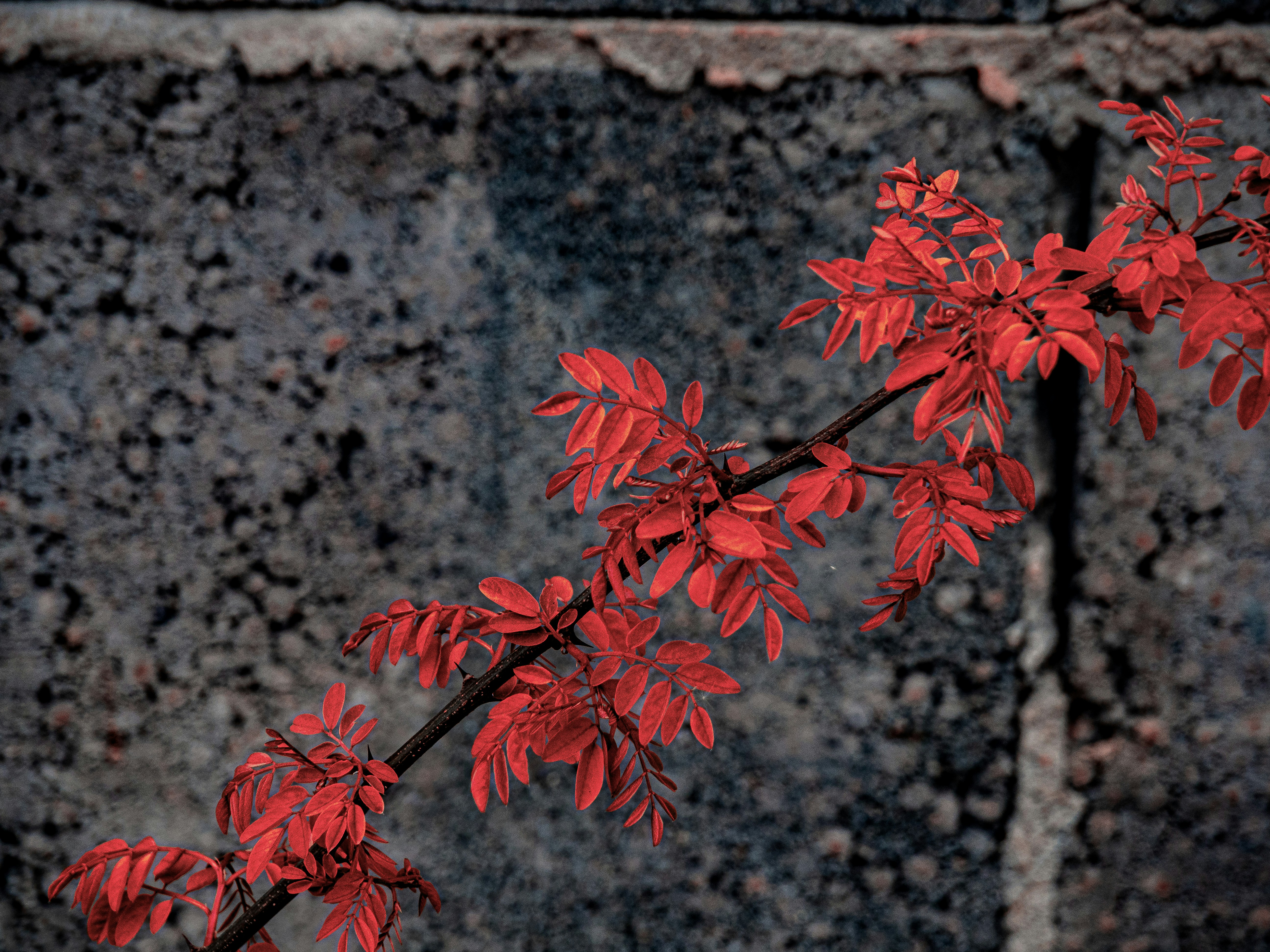 Red leaves on a branch against a textured wall - Free Photo on Unsplash