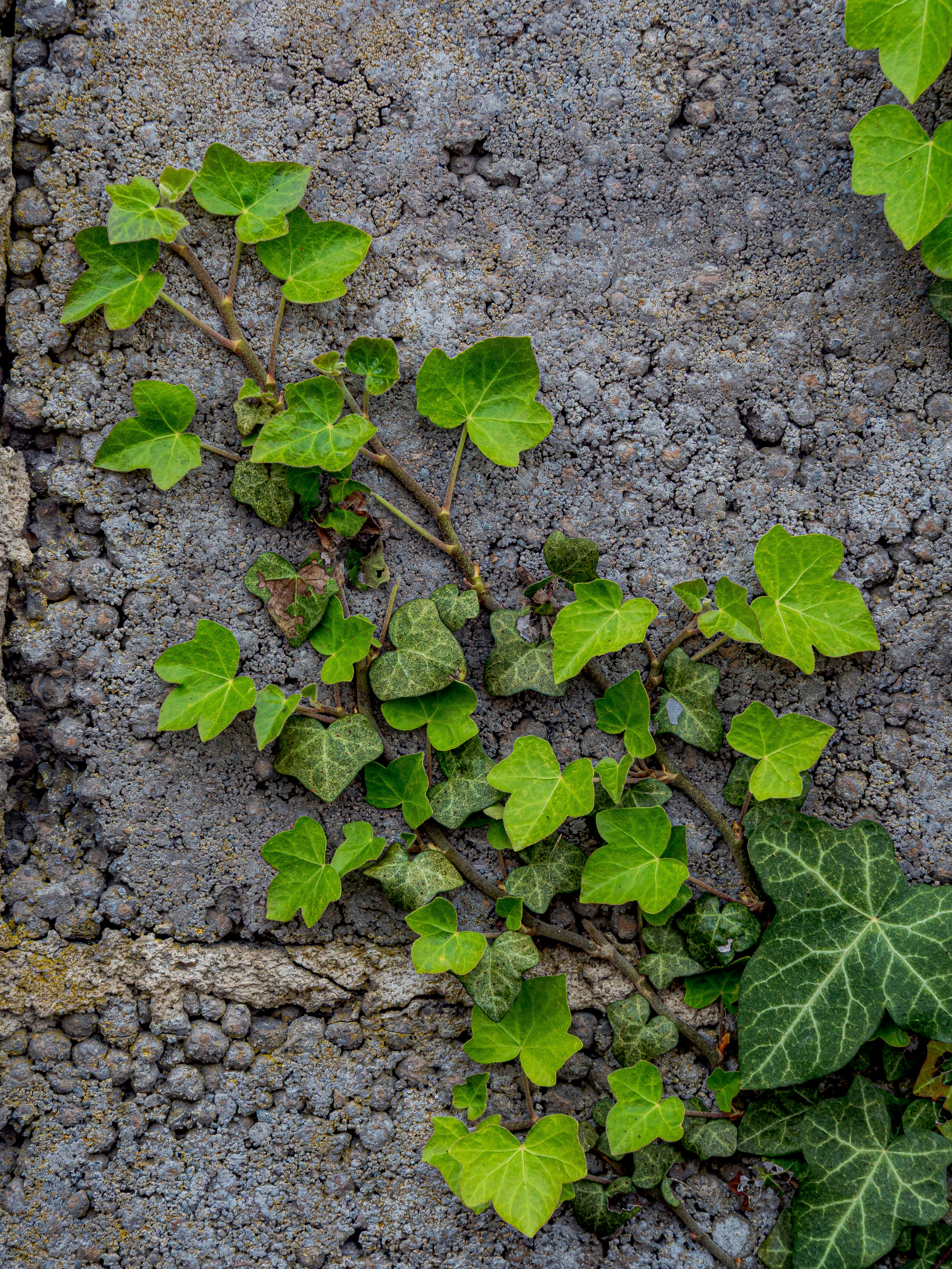 Green ivy growing on a rough concrete wall.