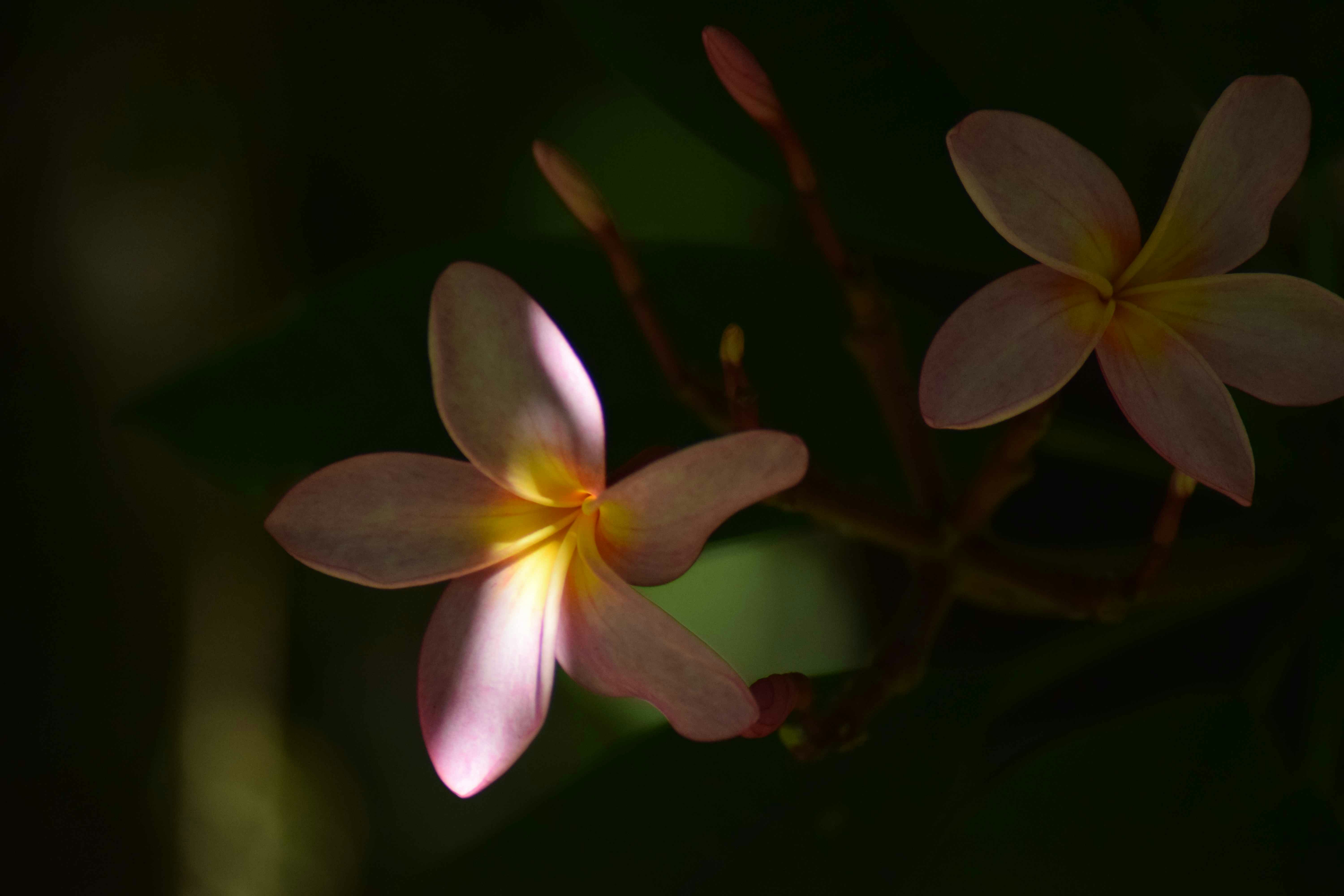 Zwei blassrosa Plumeria-Blüten mit gelbem Zentrum.