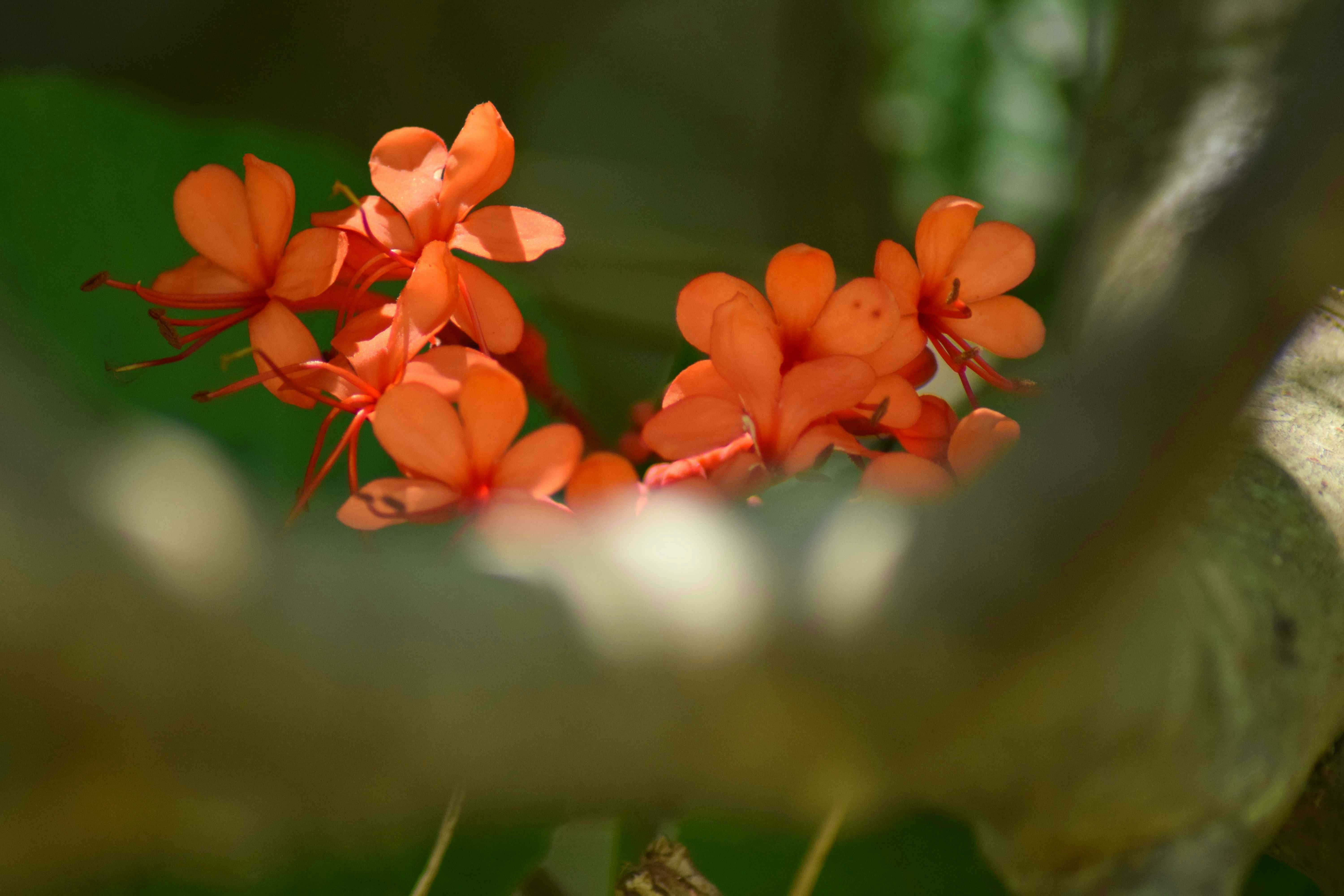 Ein Büschel leuchtend orangefarbener Blumen, die im Sonnenlicht blühen.