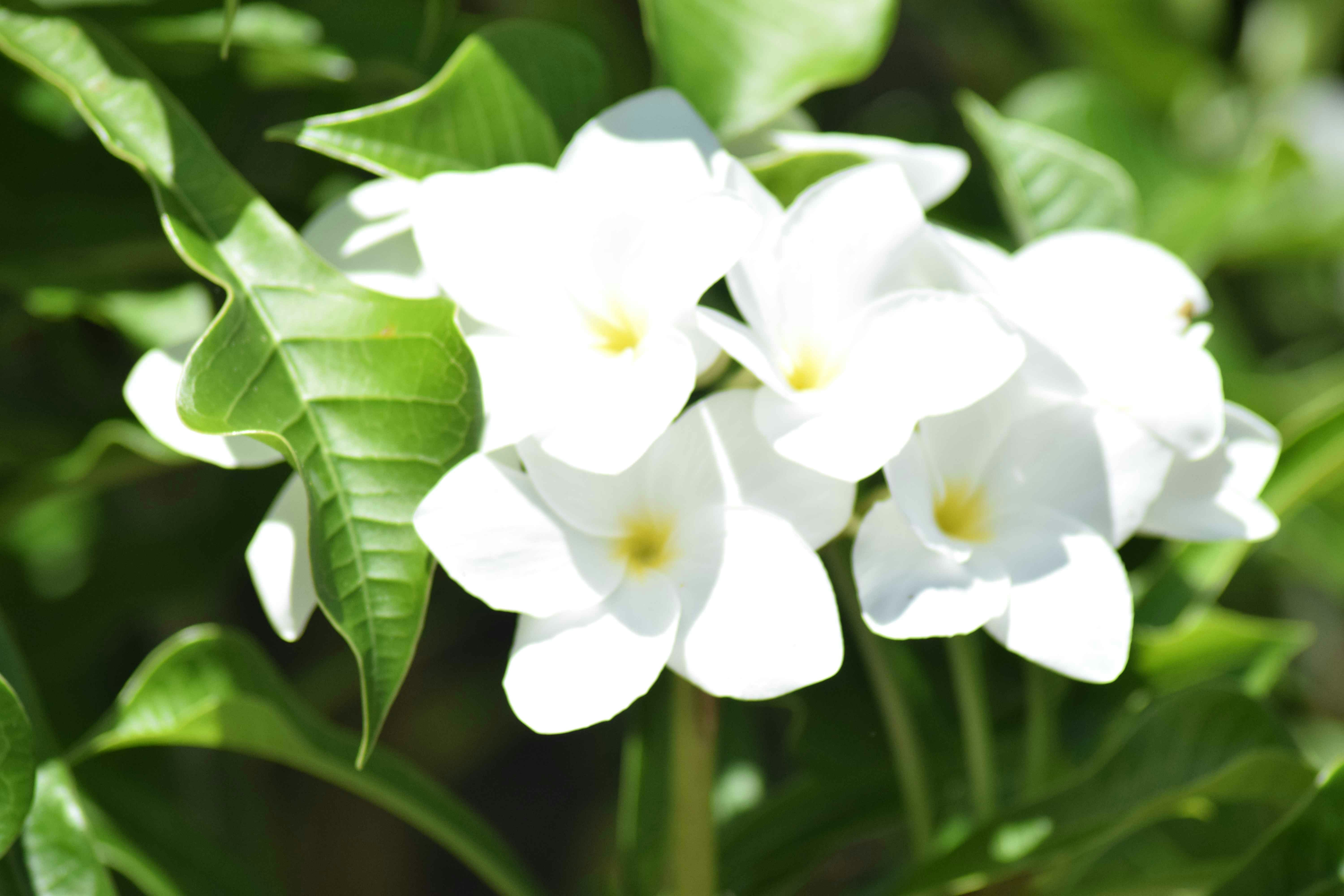 Weiße Blüten mit grünen Blättern im Sonnenlicht