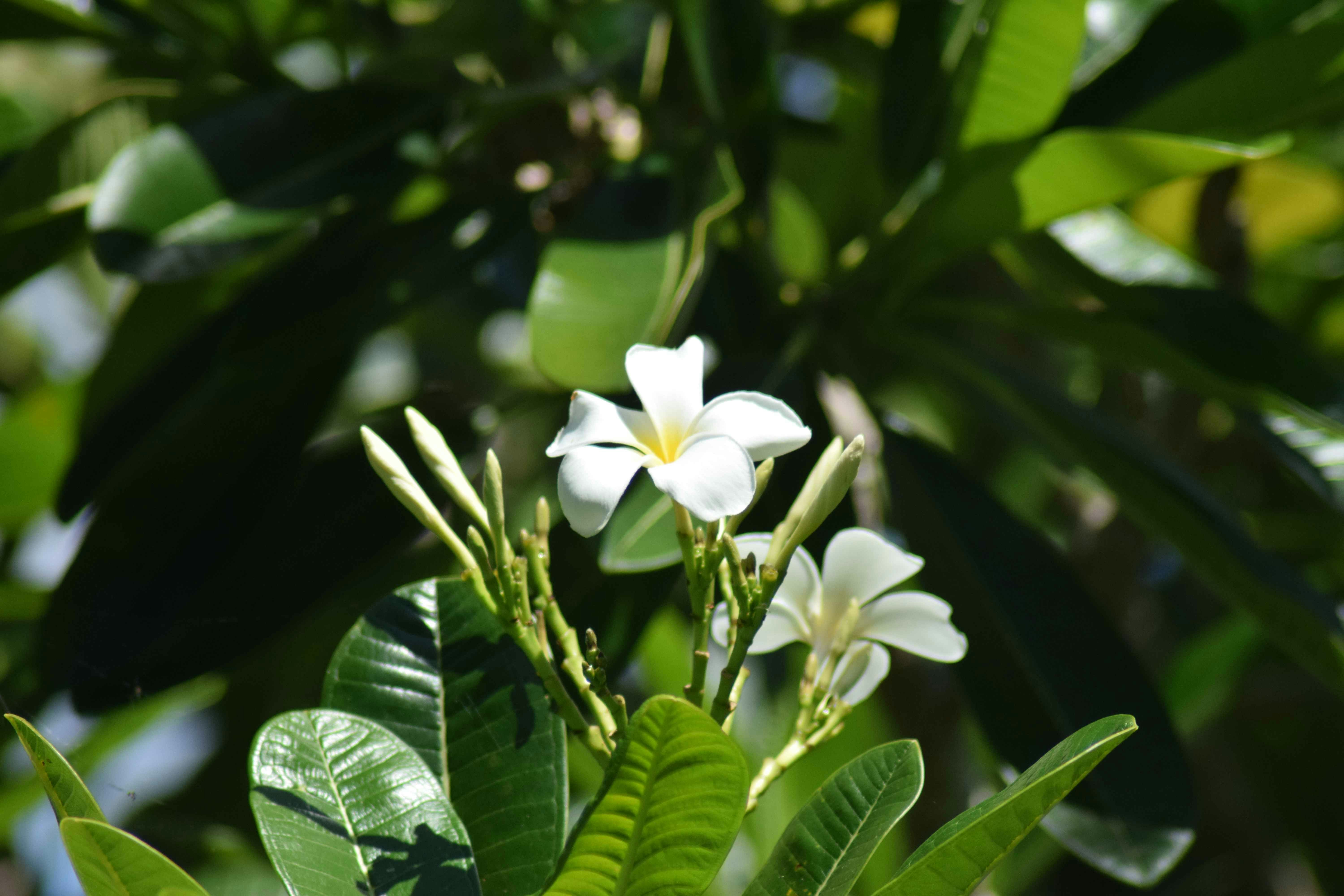 Weiße Plumeria-Blüten blühen zwischen grünen Blättern