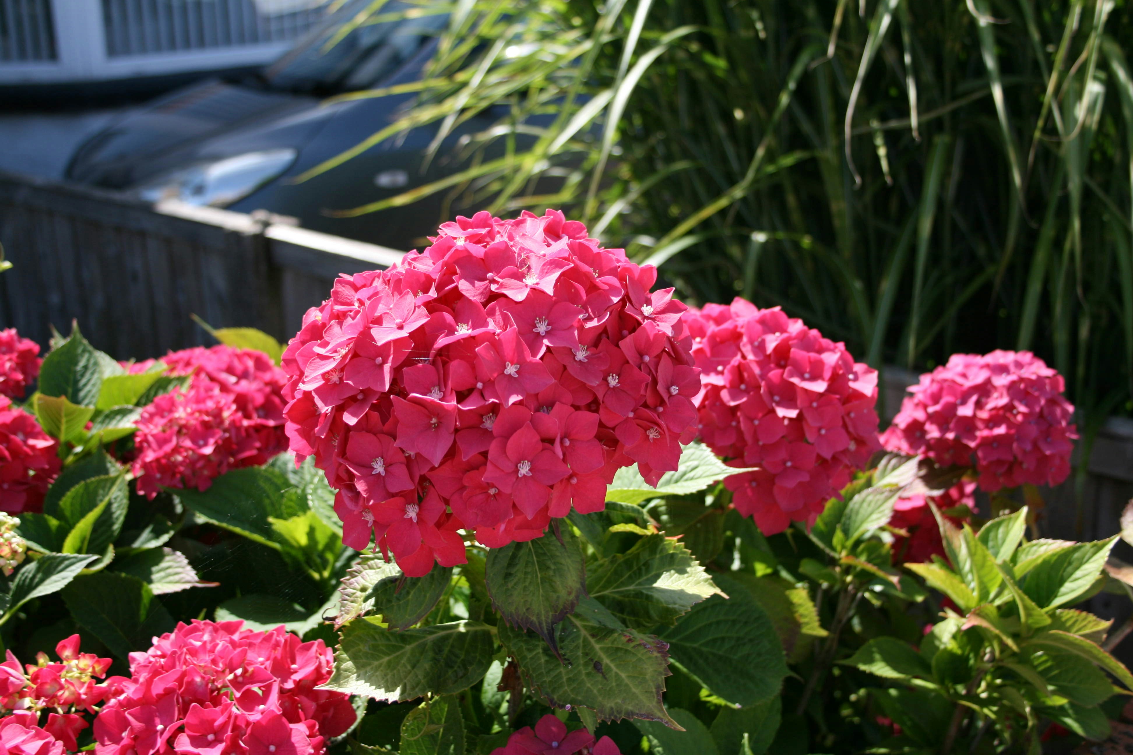 Im Garten blühen leuchtend pinke Hortensien.