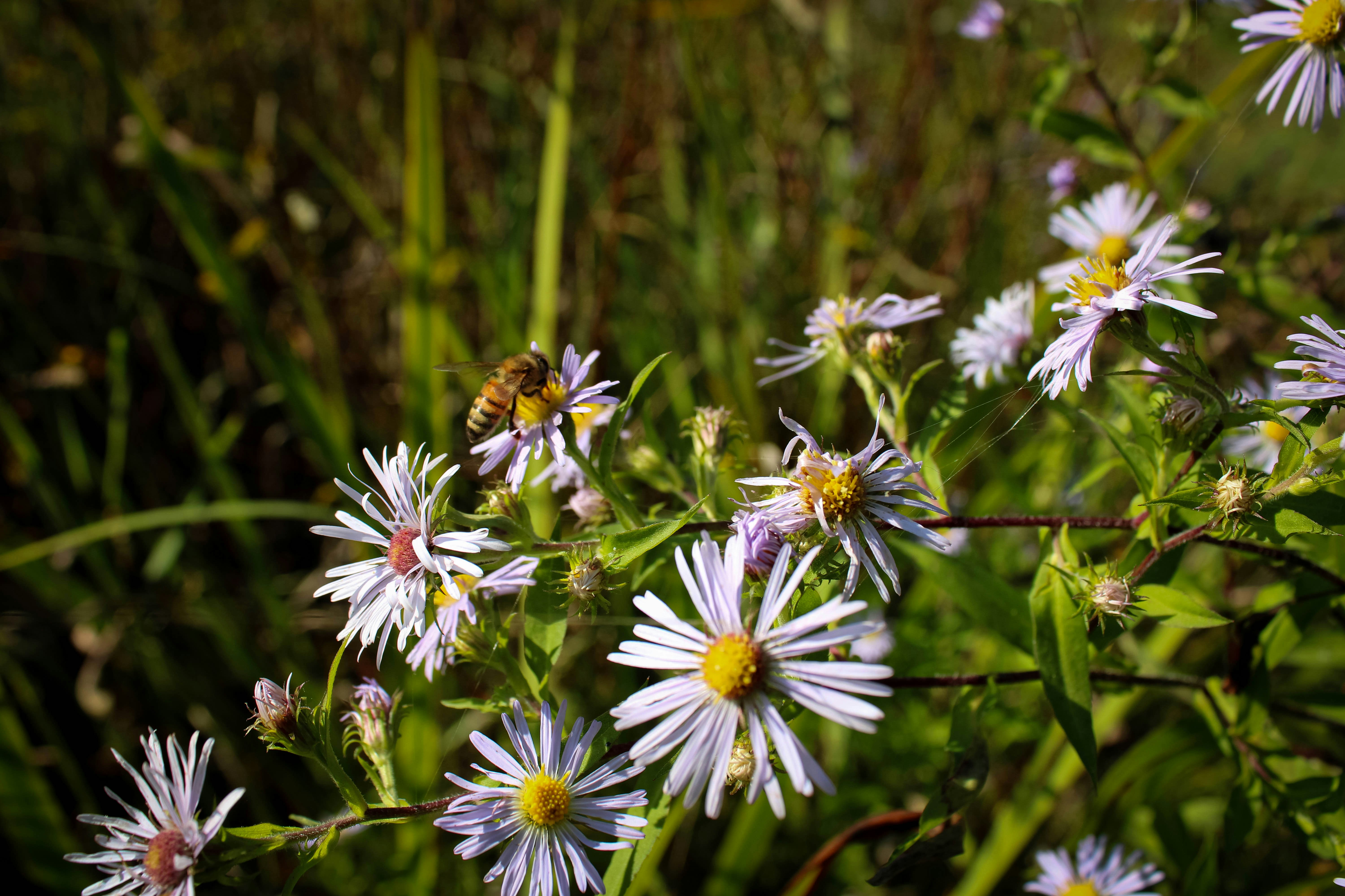Eine Biene sammelt Nektar von kleinen violetten Blüten.