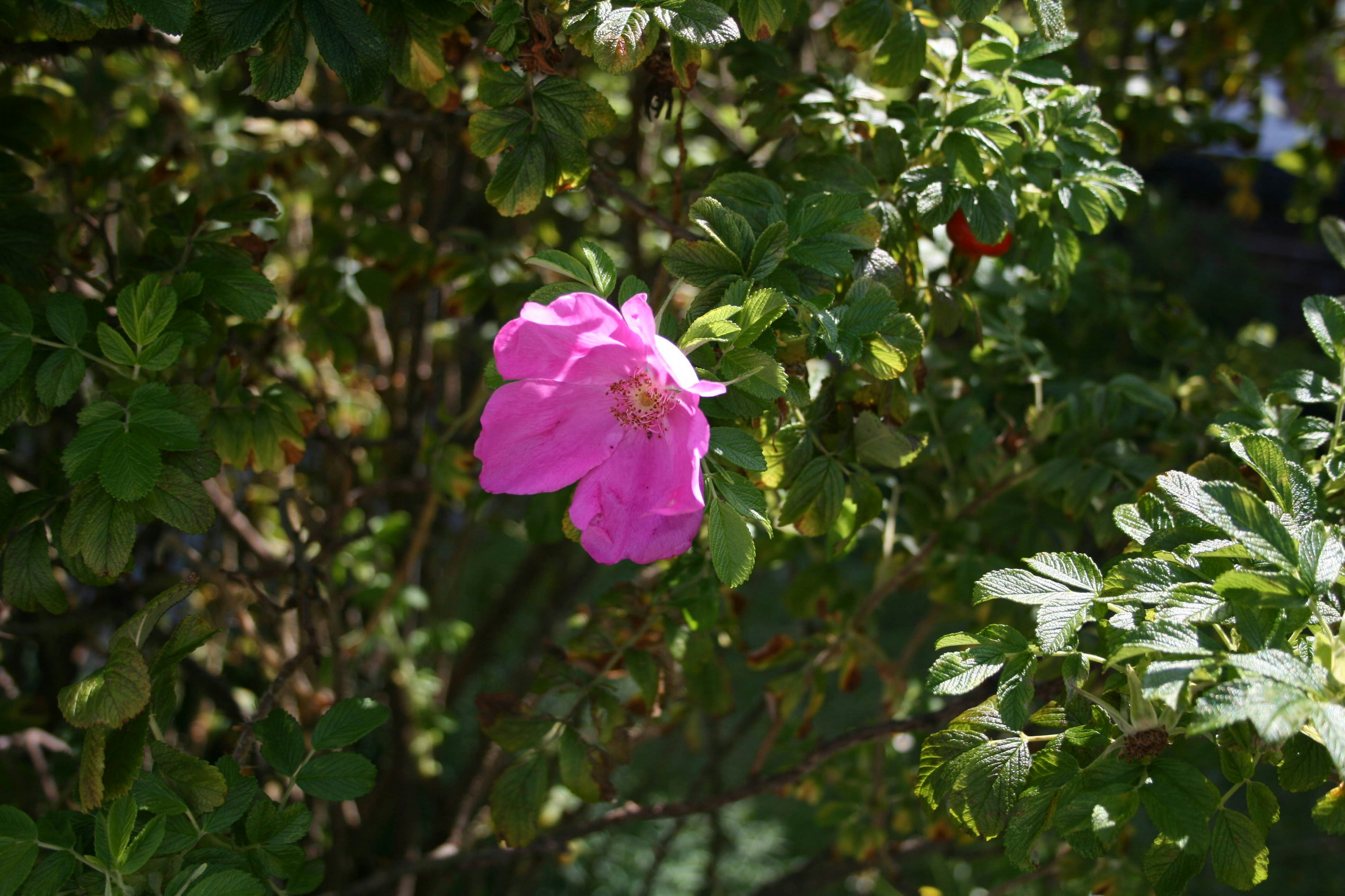 Eine einzelne rosa Rose, die zwischen grünen Blättern blüht