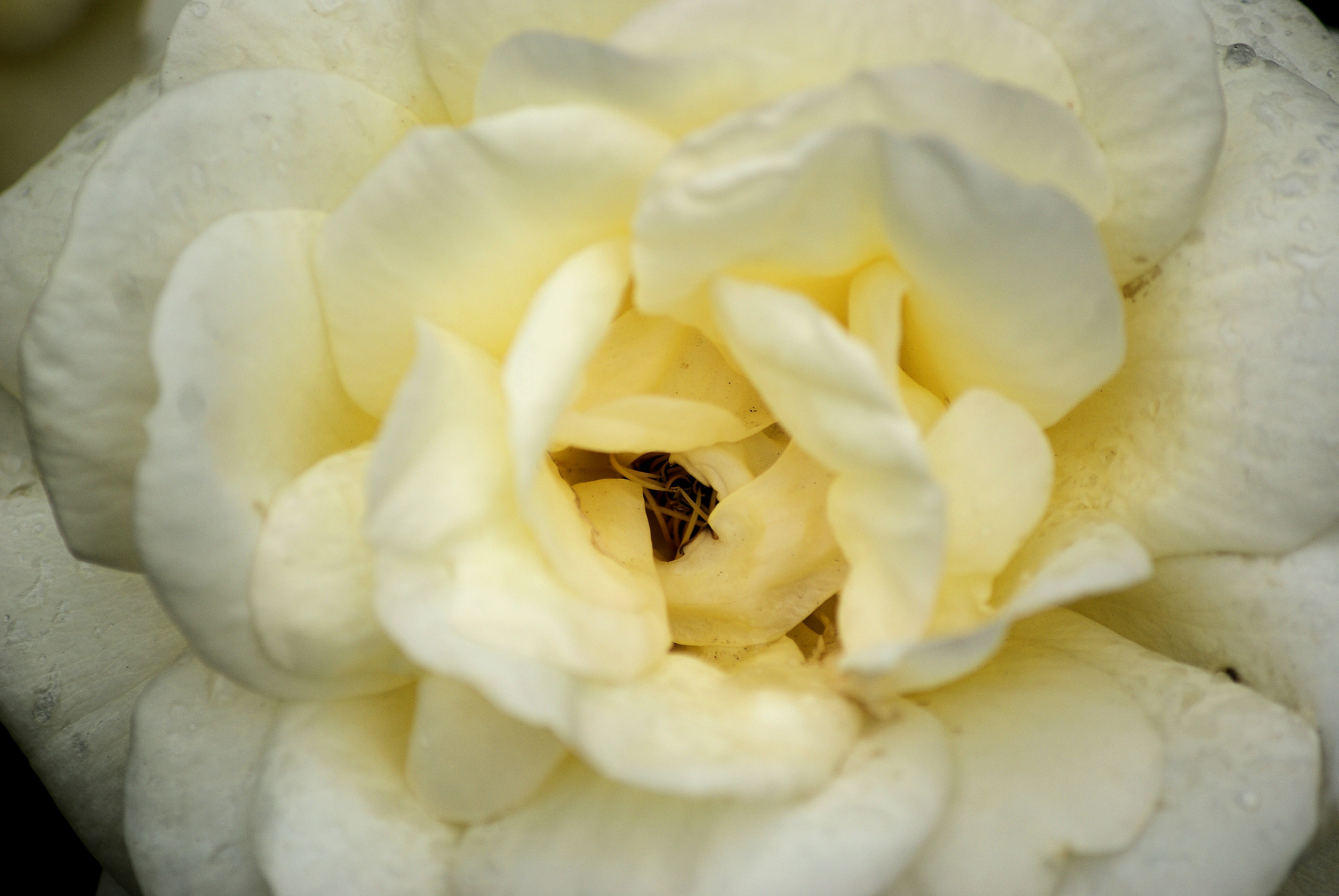 Nahaufnahme einer zarten weißen Rose mit gelbem Zentrum.