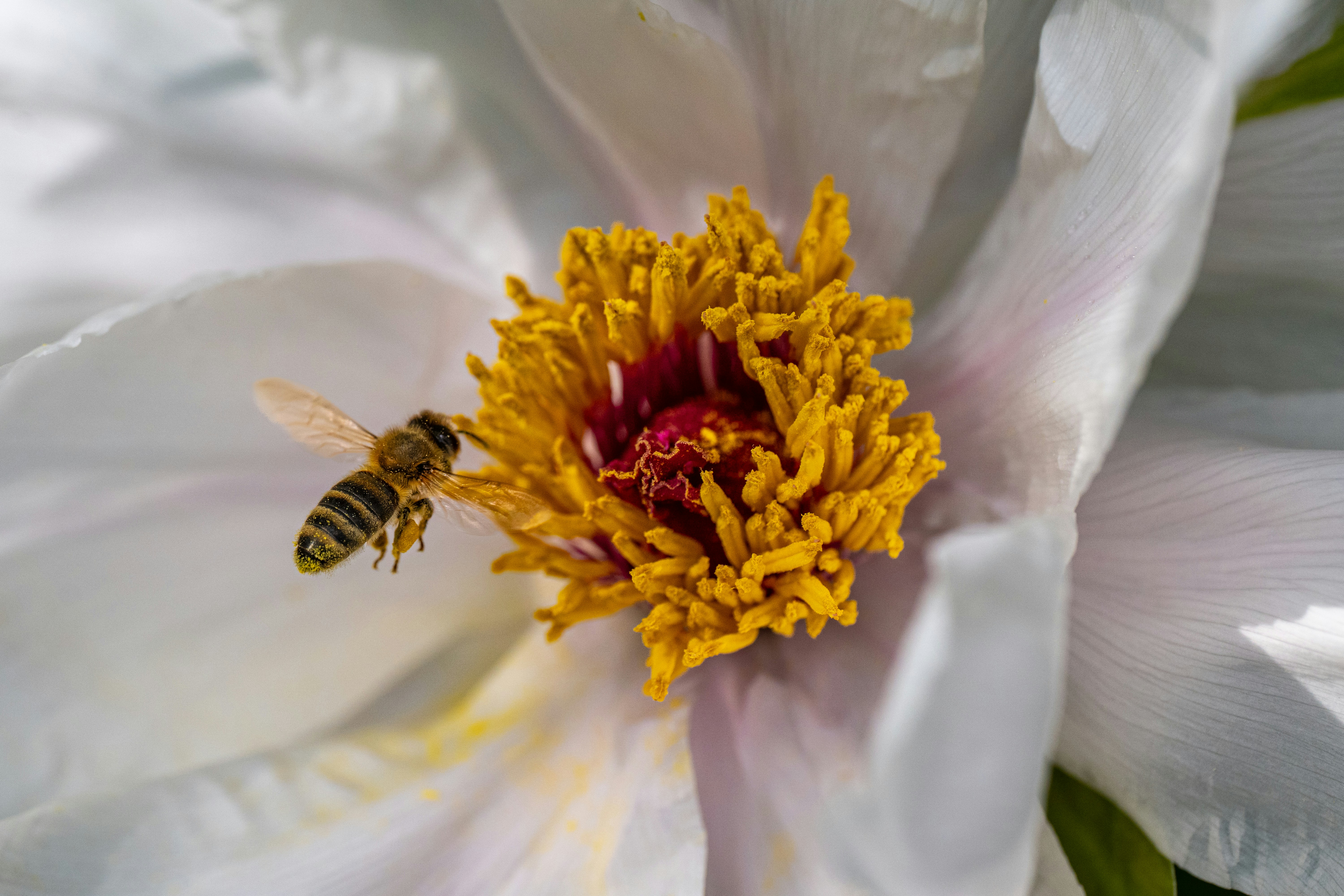 Photo by siegfriedpoepperl