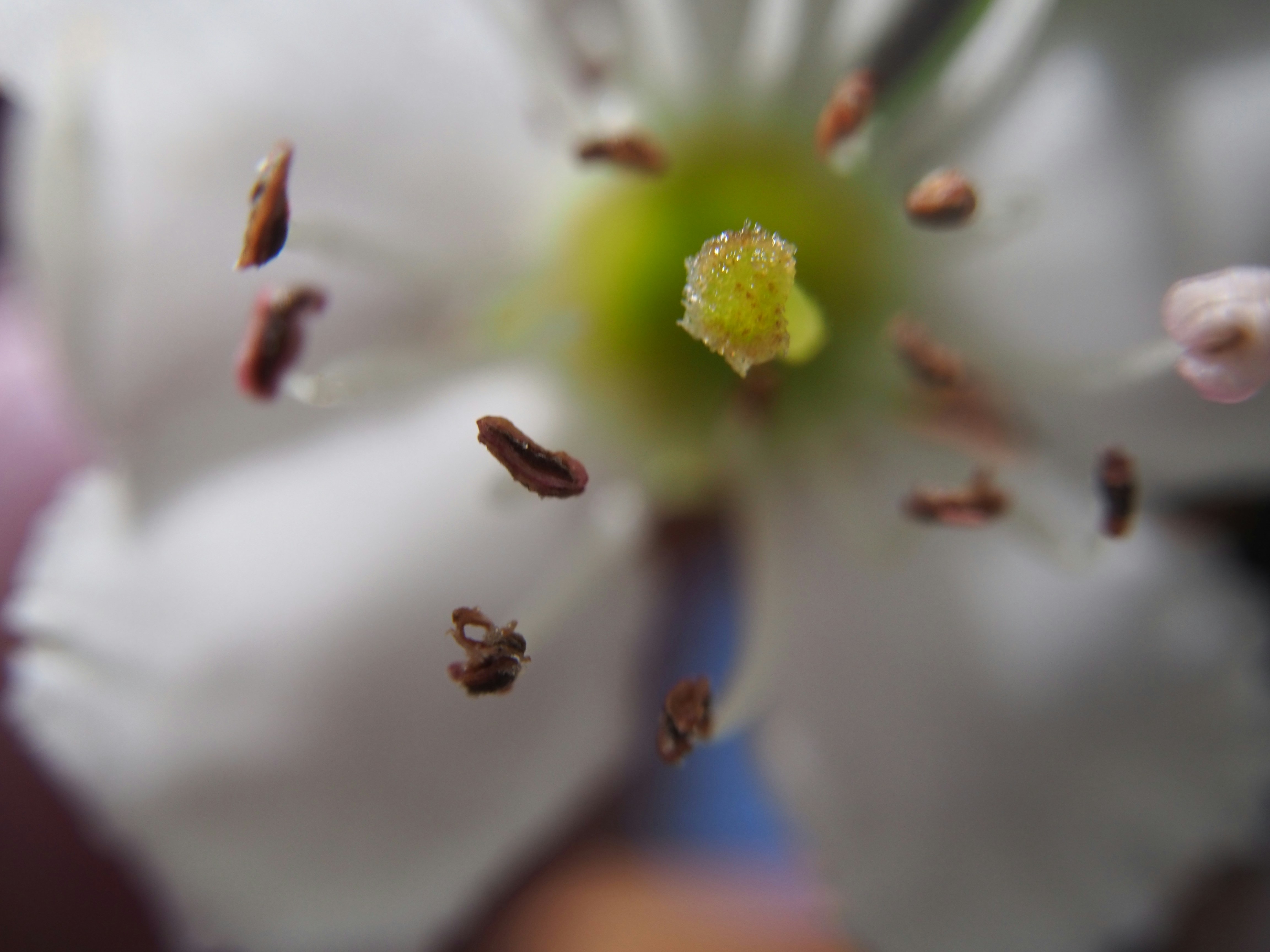 Nahaufnahme des Zentrums einer weißen Blume mit gelbem Zentrum