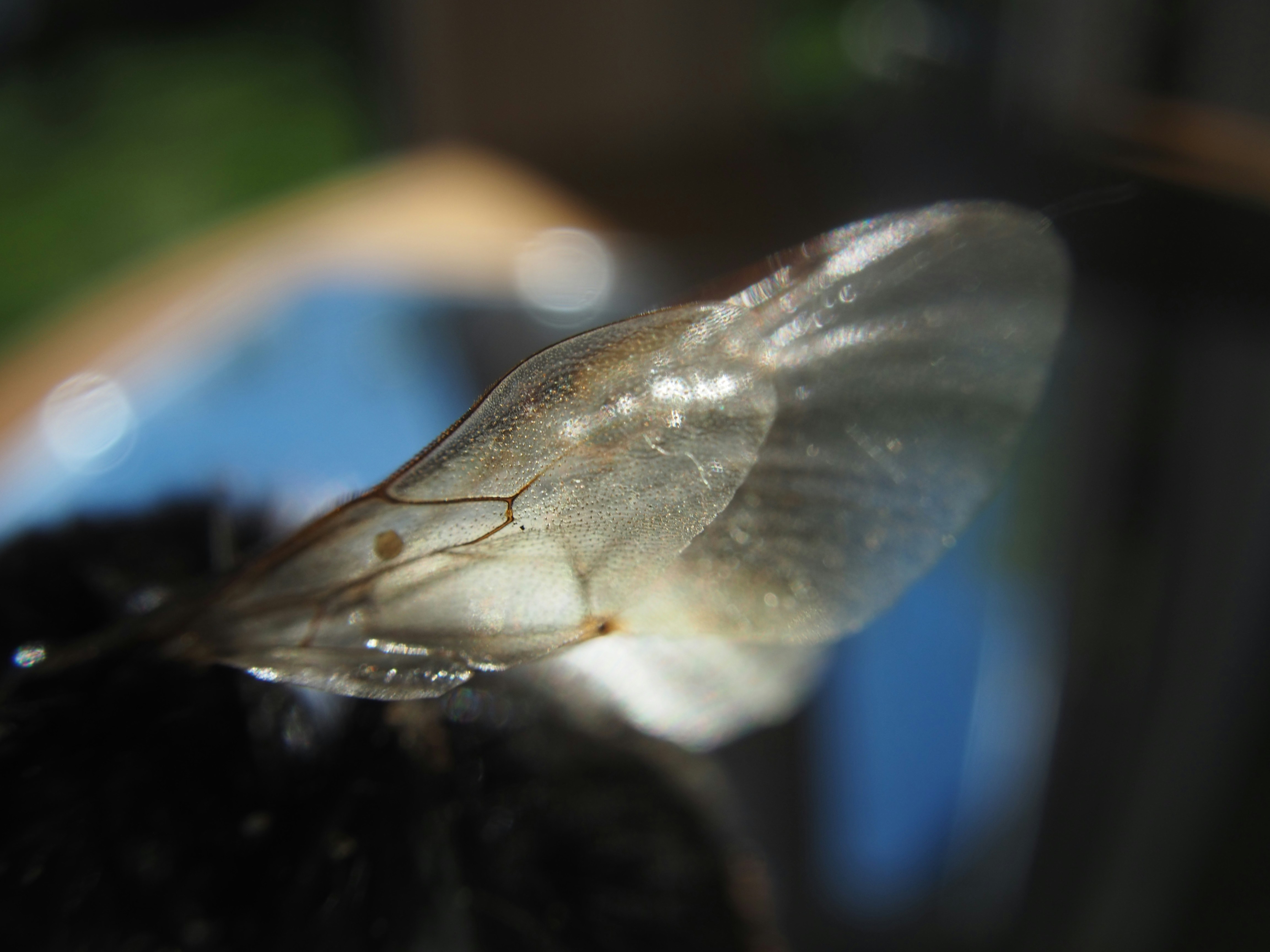 Nahaufnahme eines durchscheinenden Insektenflügels mit sichtbaren Adern
