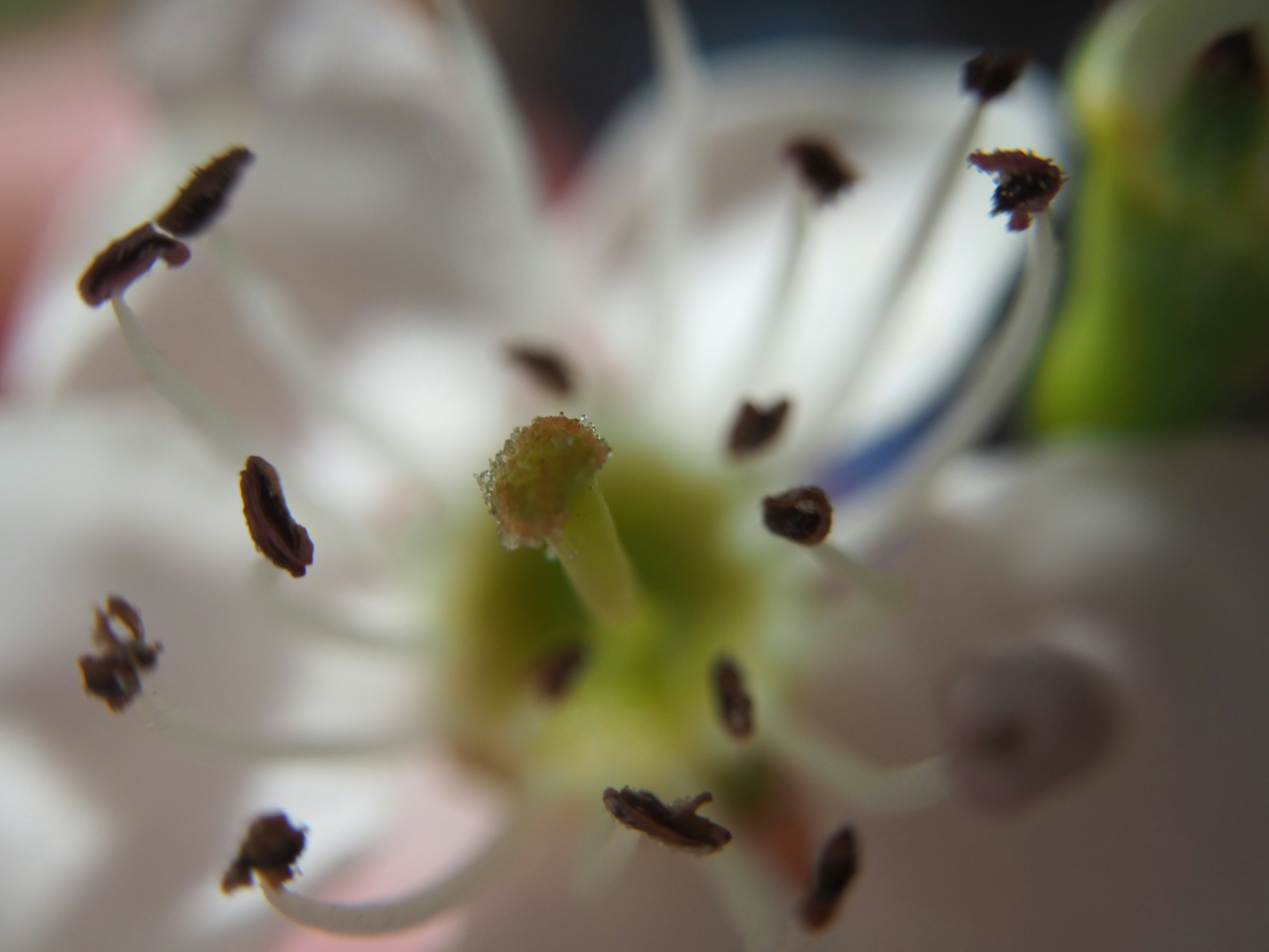 Nahaufnahme des Staubblatts und Stempels einer weißen Blume.