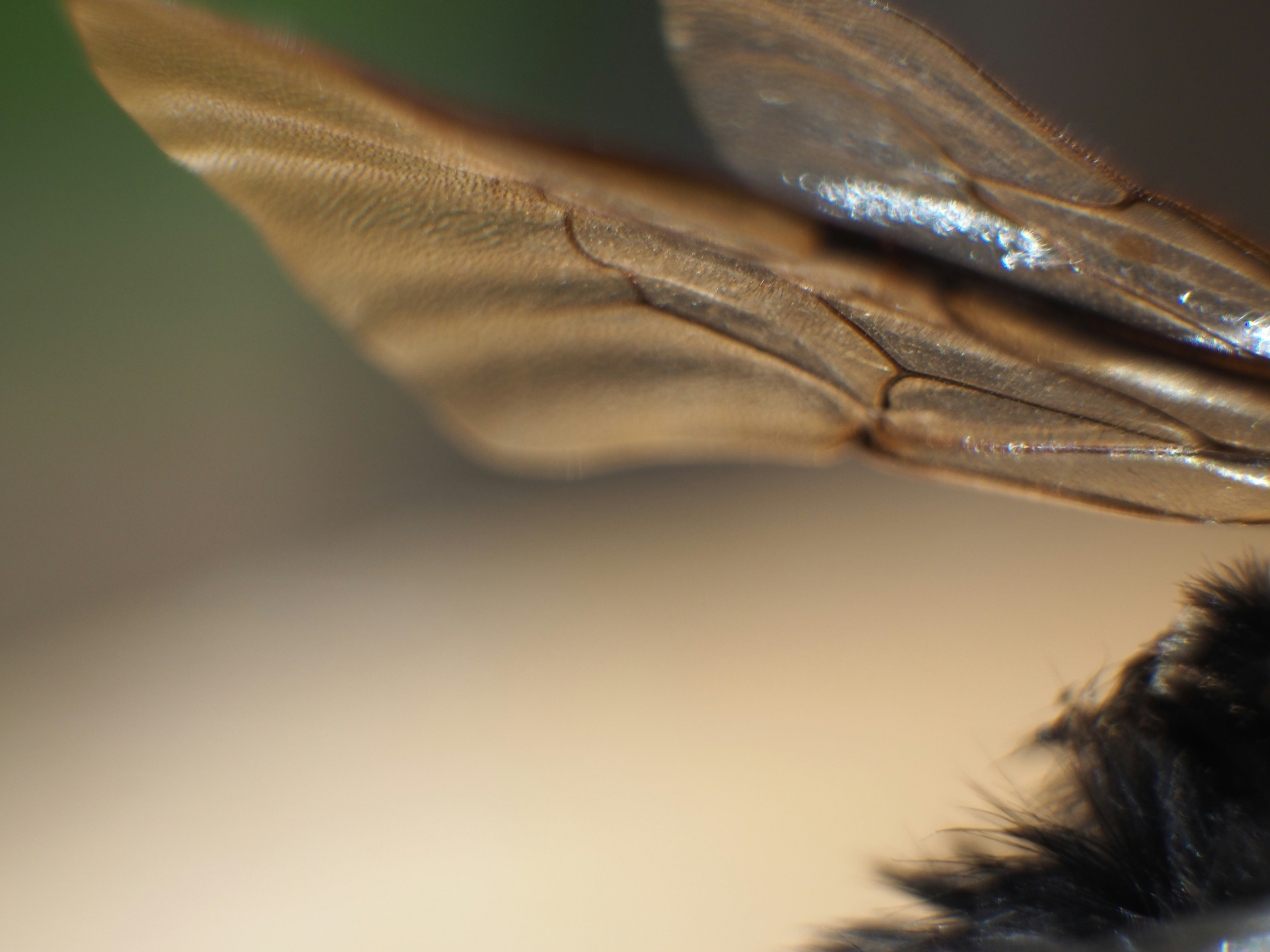 Nahaufnahme des durchscheinenden Flügels einer Biene