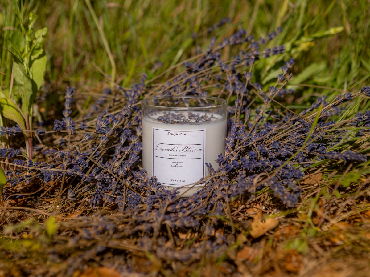 Harbor Lavender soy candle with fresh lavender sprigs