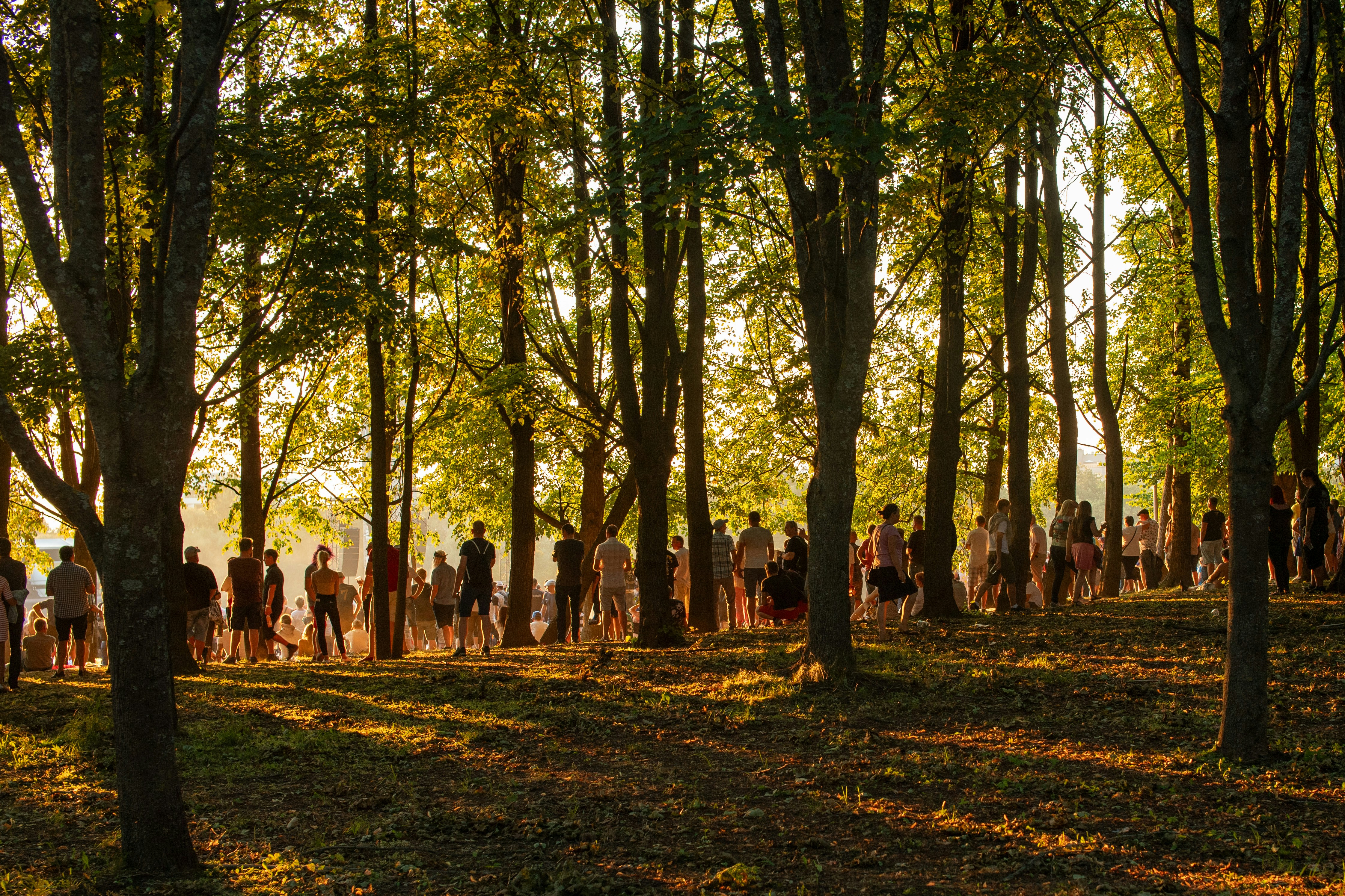 People walking on a path through a sunlit forest