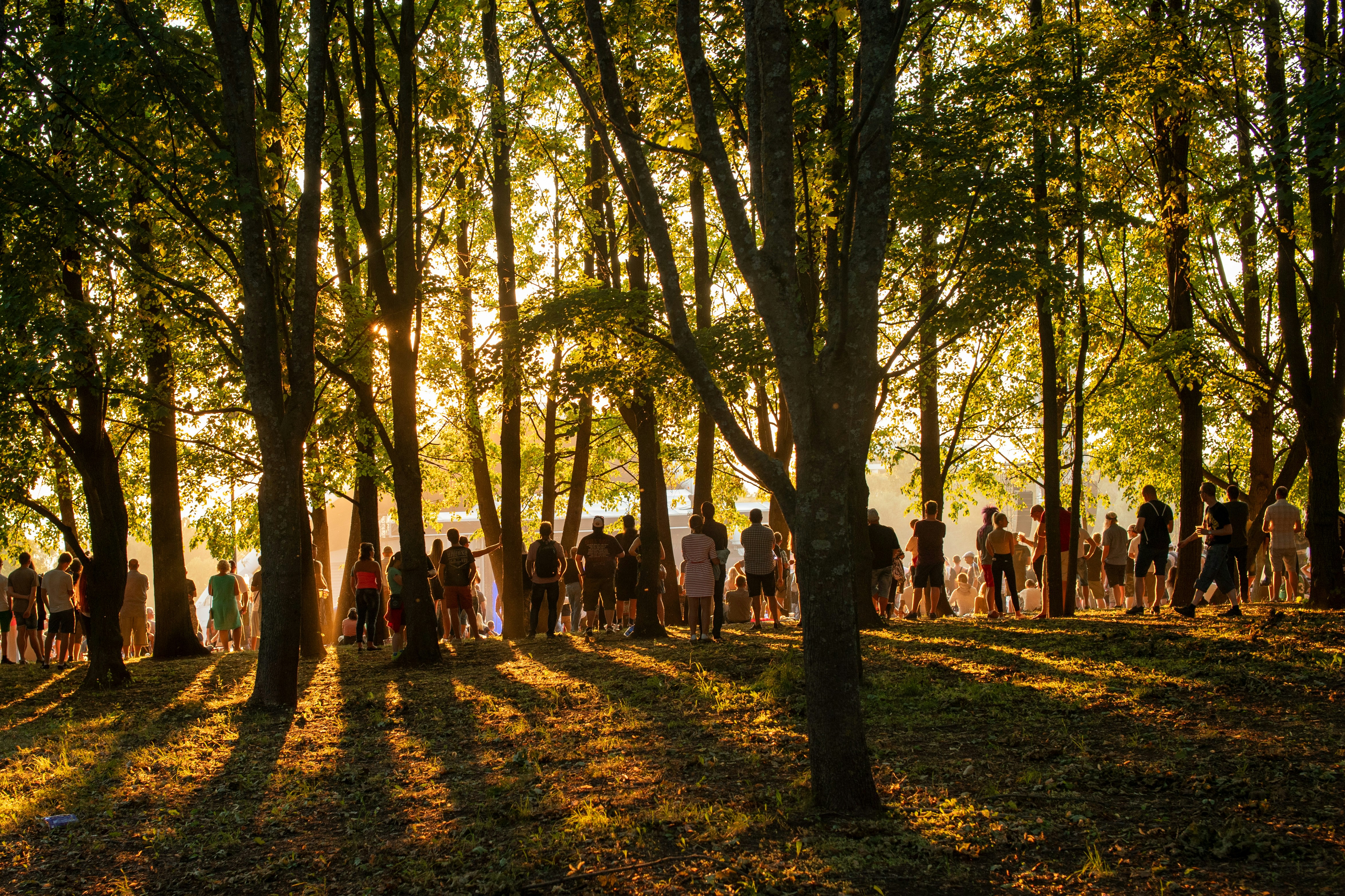 People stand in a long, loosely spaced line among trees at the Tallinn Song Festival Grounds, listening to a concert on a warm summer evening as golden sunlight filters through the scene.
