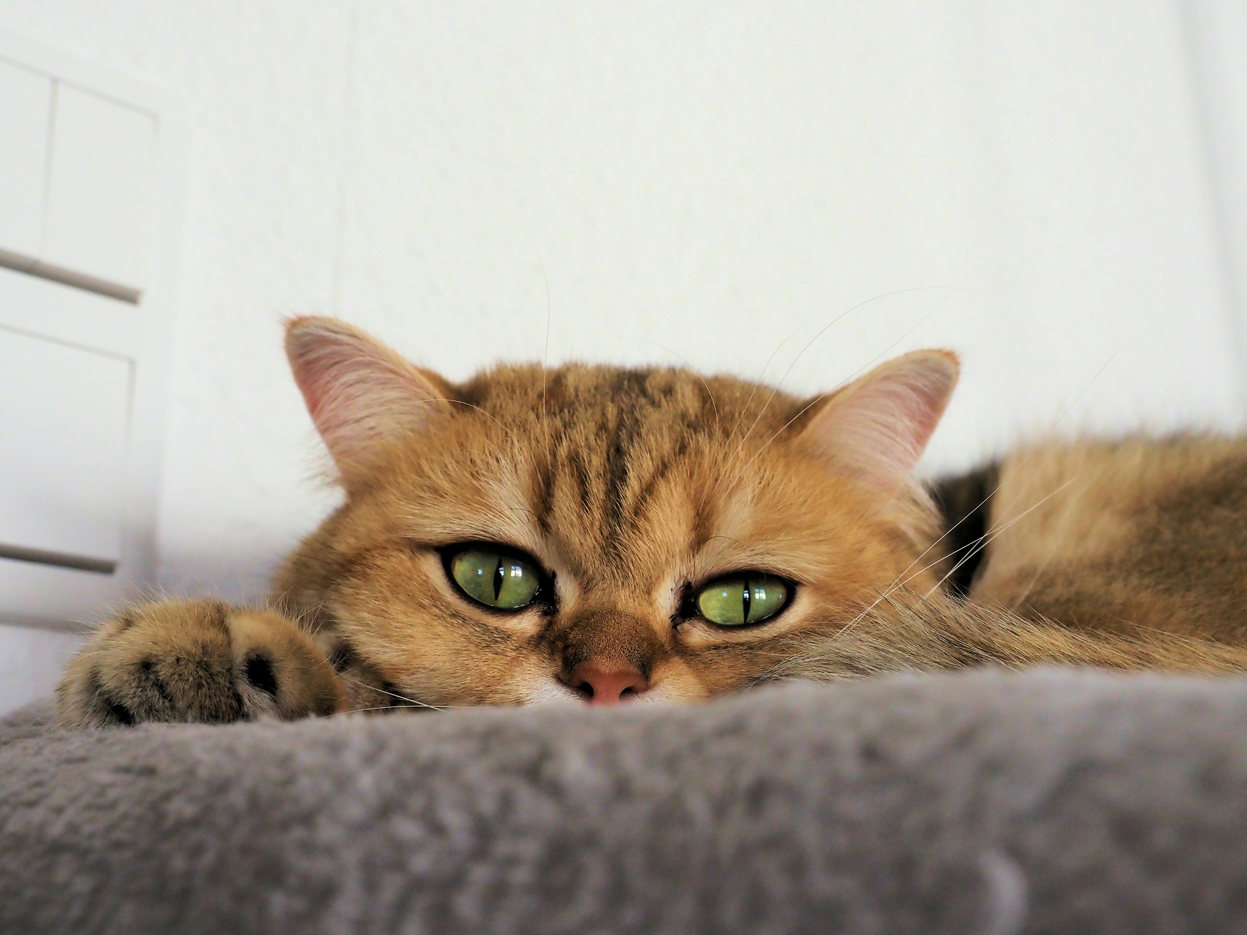 A golden cat with green eyes peeking over a cushion