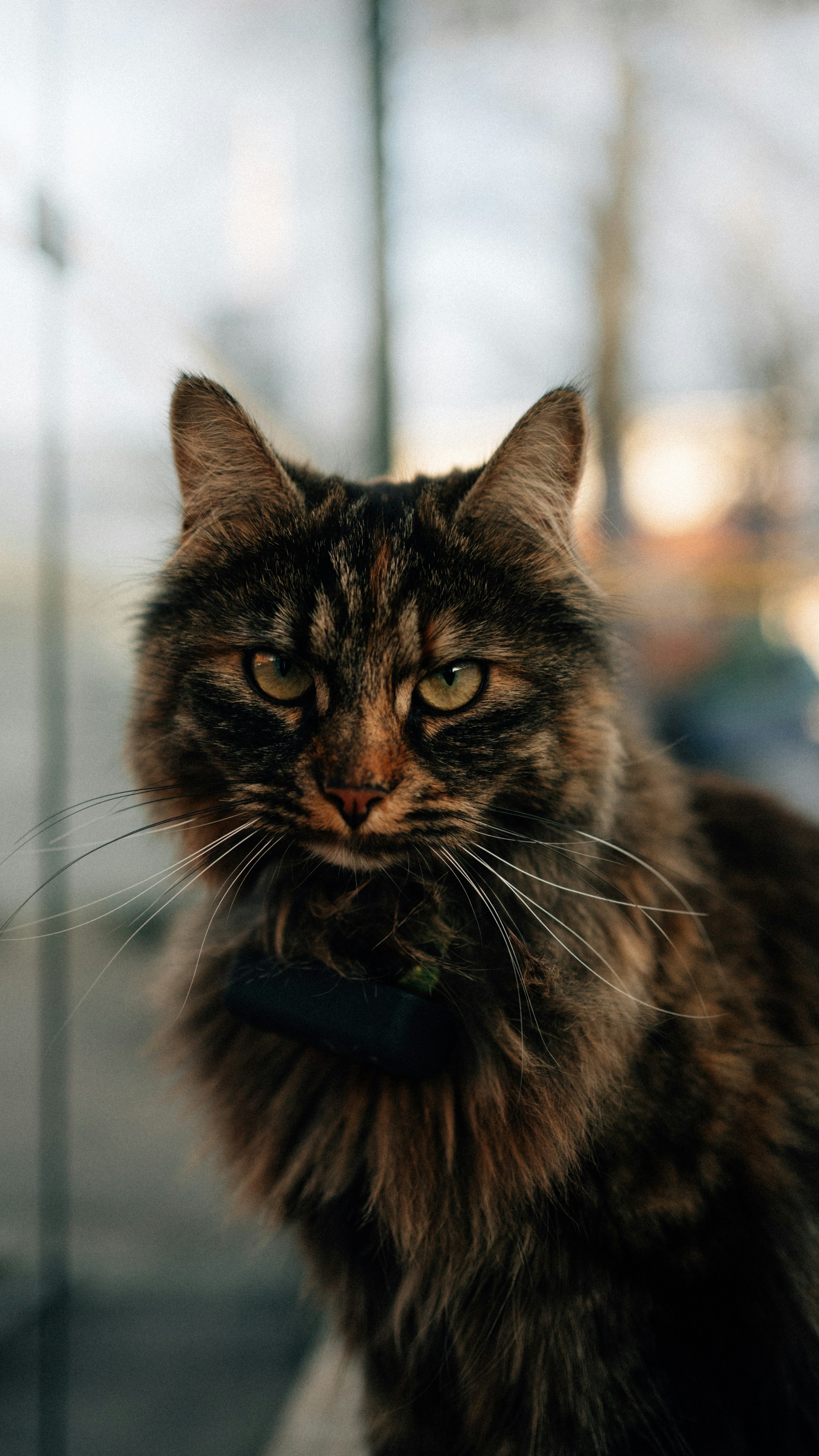 A fluffy tabby cat with green eyes and a collar