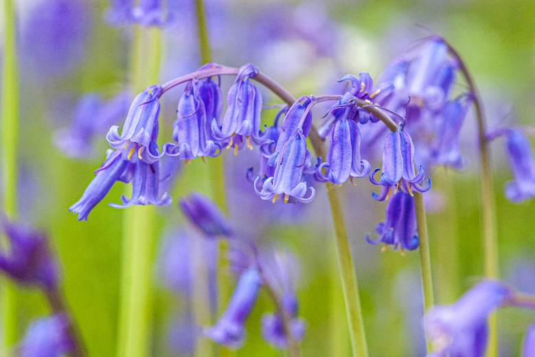 Close-up of delicate bluebell flowers blooming in spring.