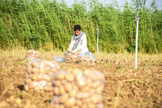 Farmer harvesting potatoes in a field
