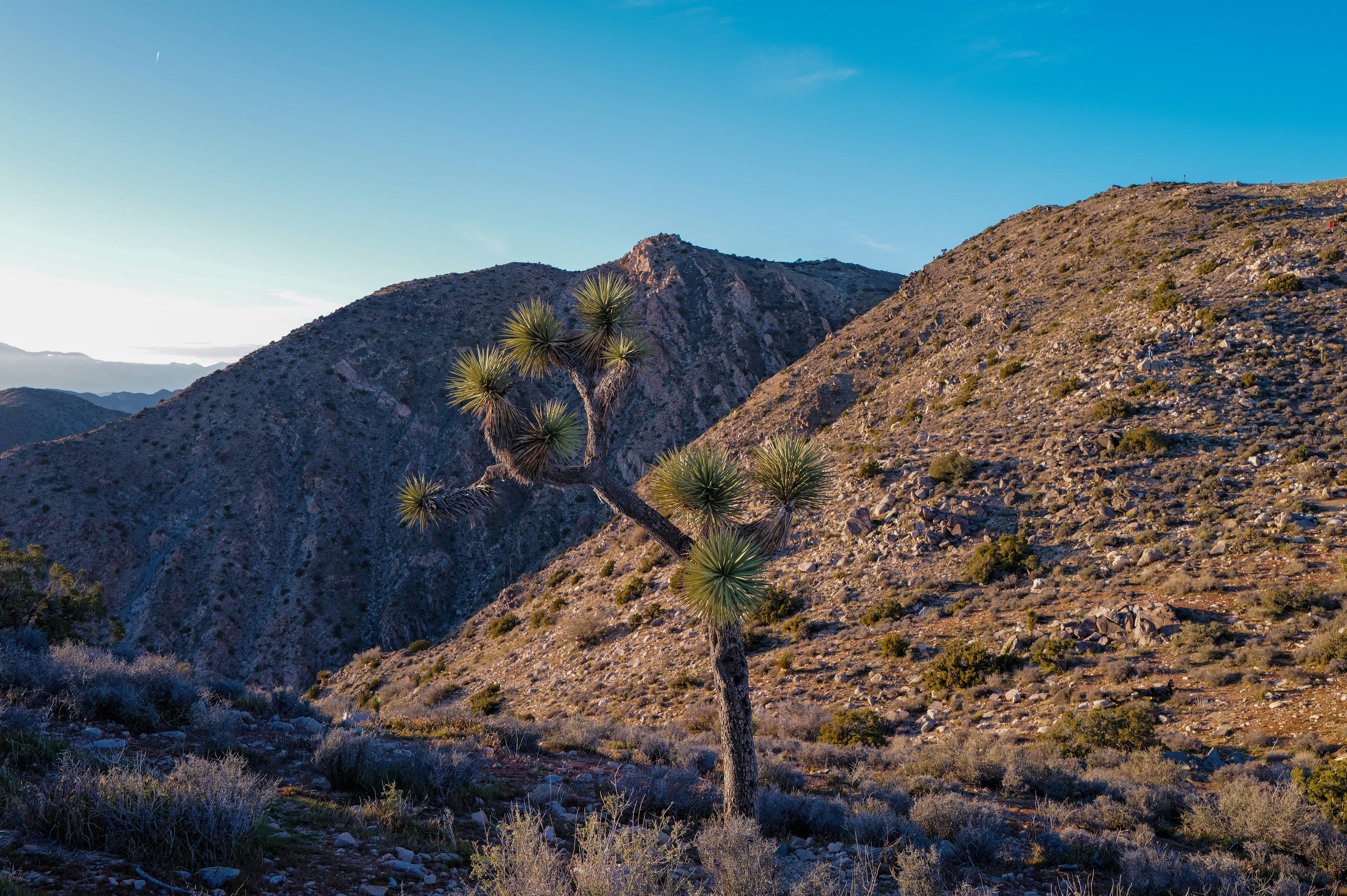 Joshua tree in a desert landscape with mountains