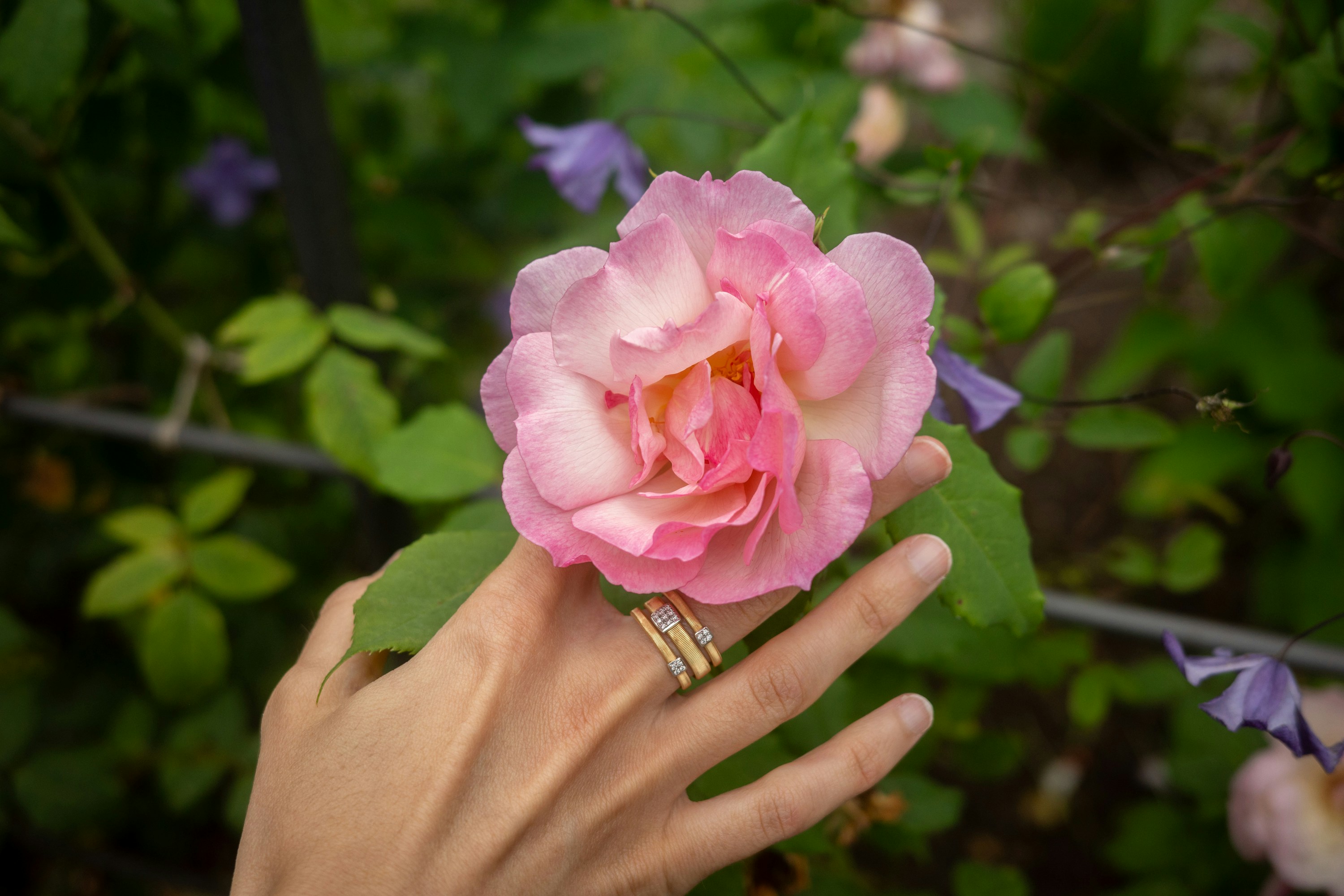 A hand gently touches a blooming pink rose.